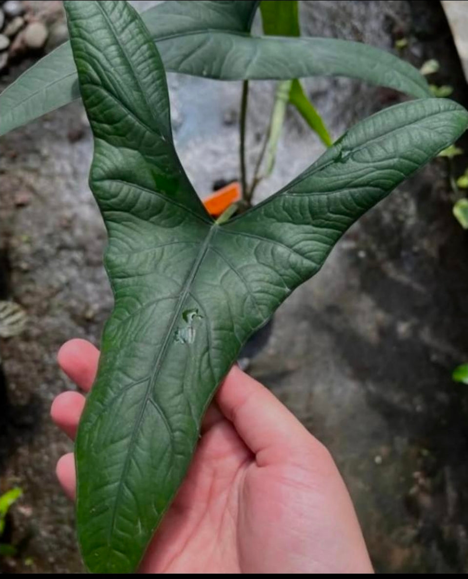 Alocasia sp.Berau - TC