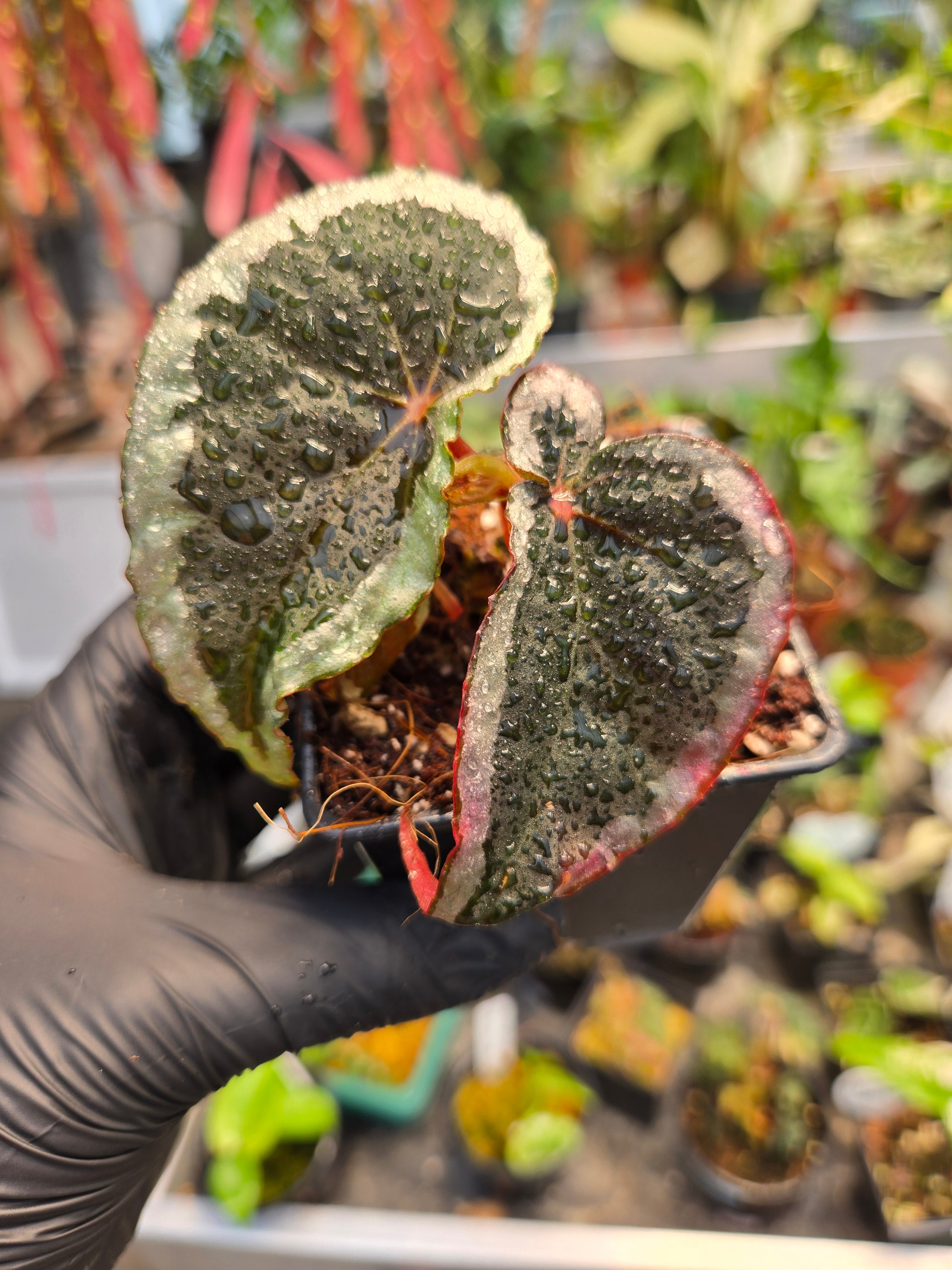 Begonia Baramensis