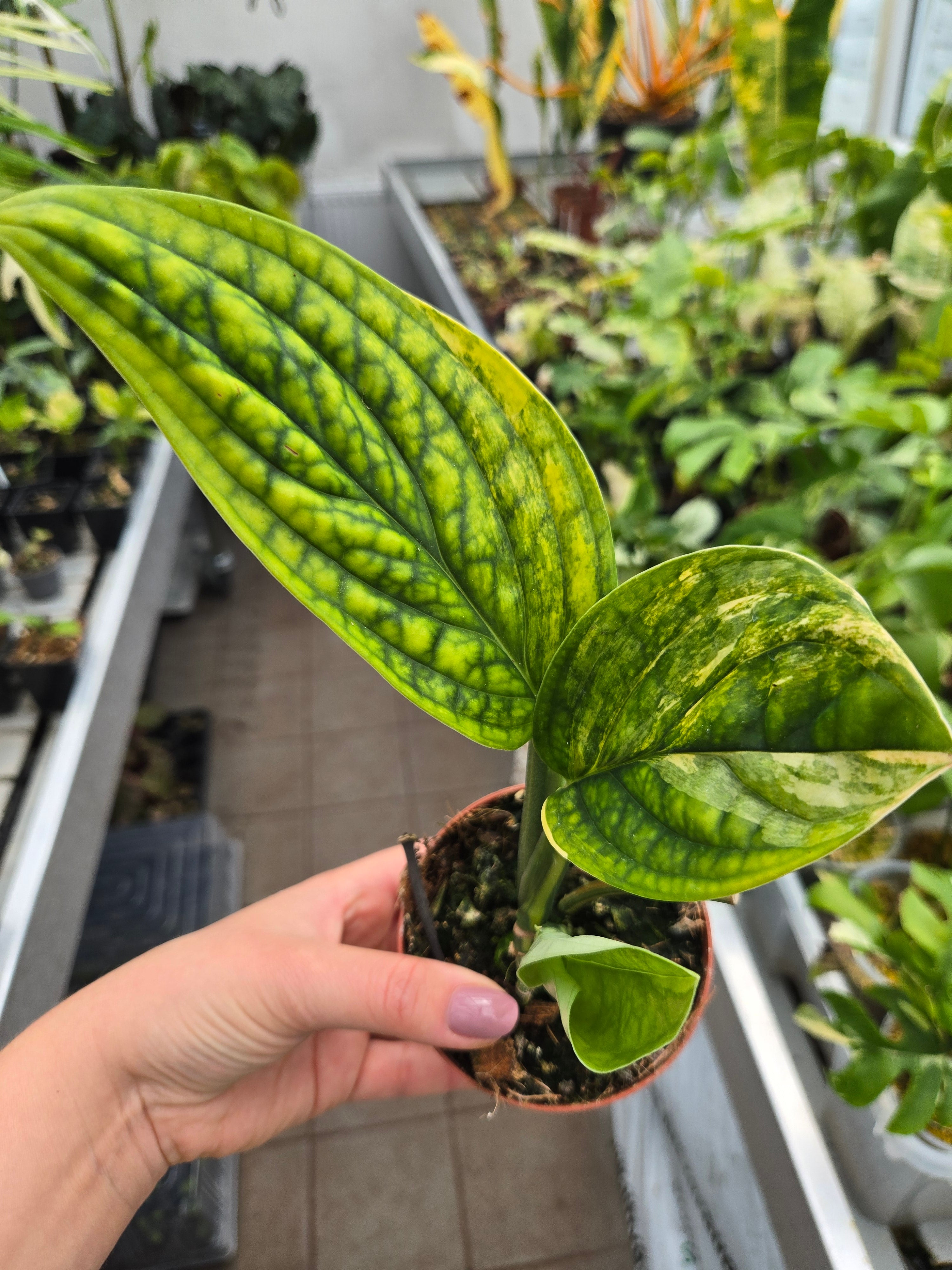 Monstera Karstenianum Peru Variegata