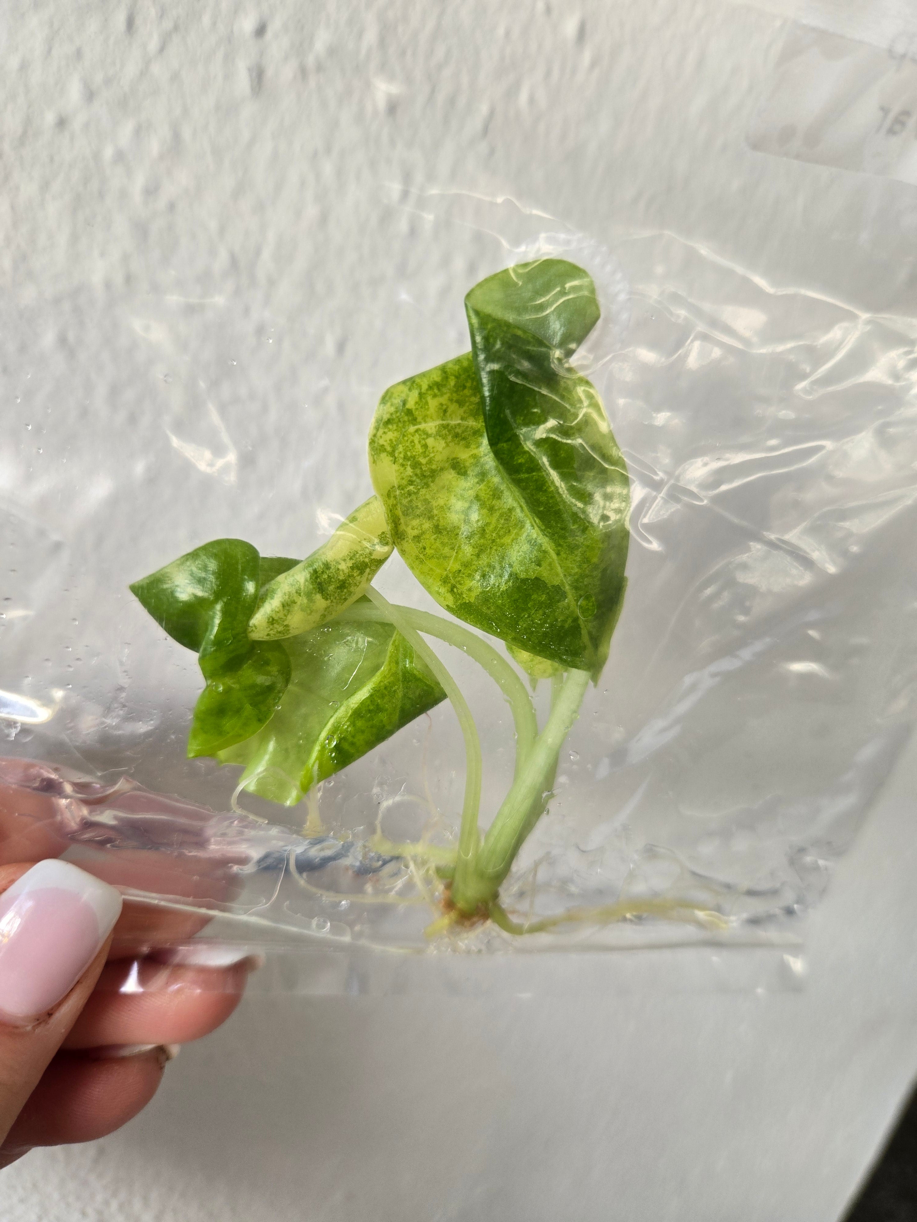 Alocasia Longiloba Aurea - TC - Tissue Culture