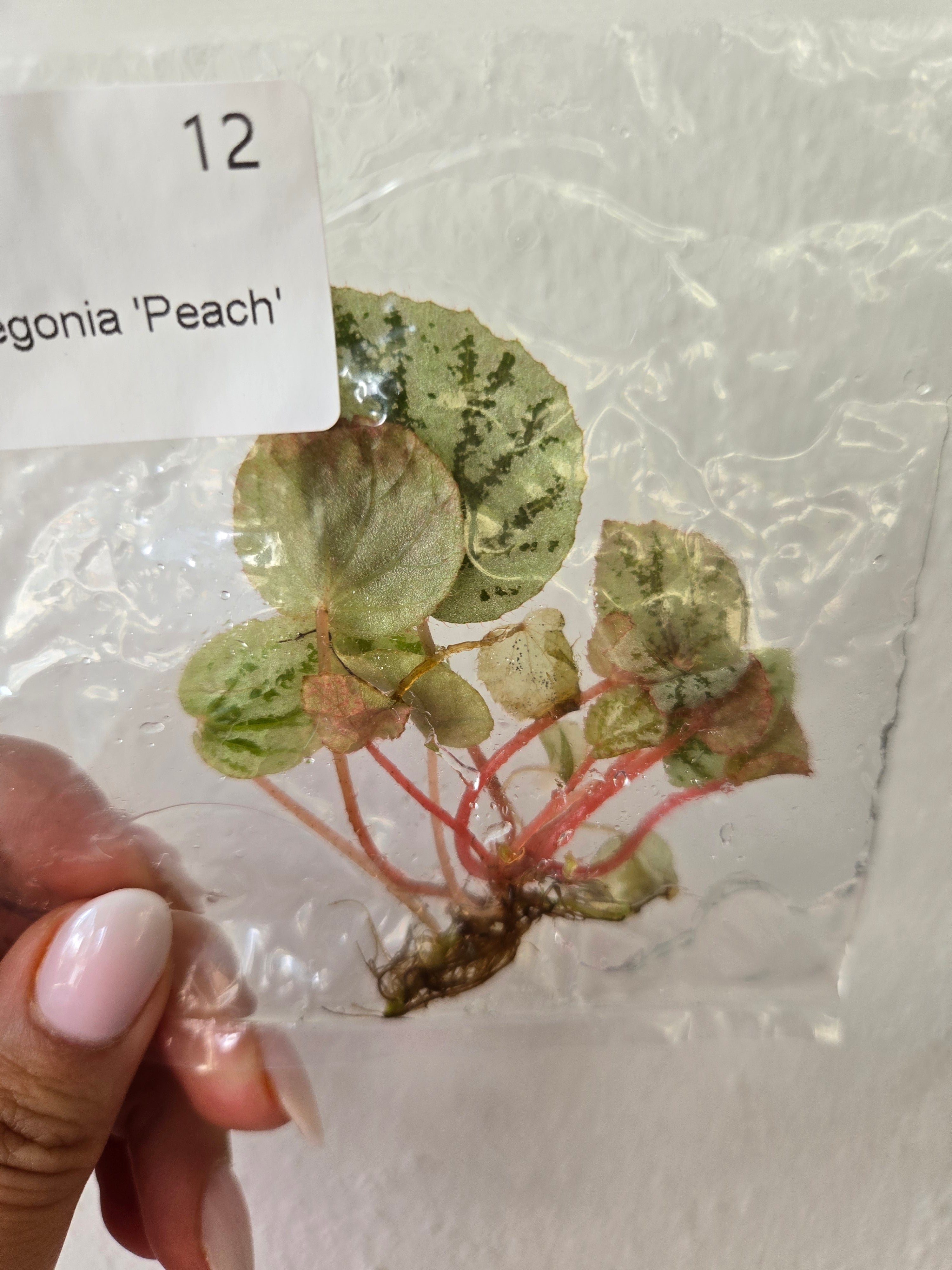 Begonia Peach - TC