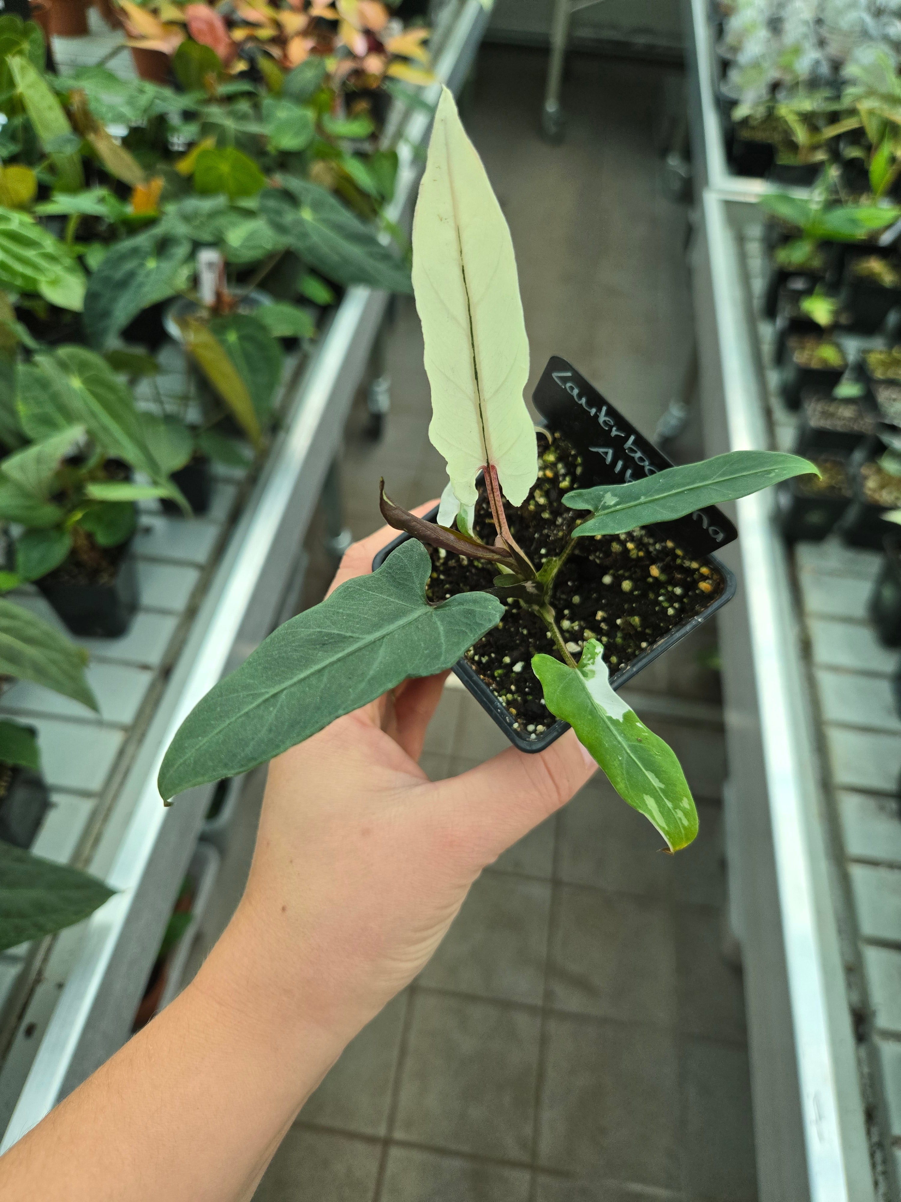 Alocasia Lauterbachiana Albo