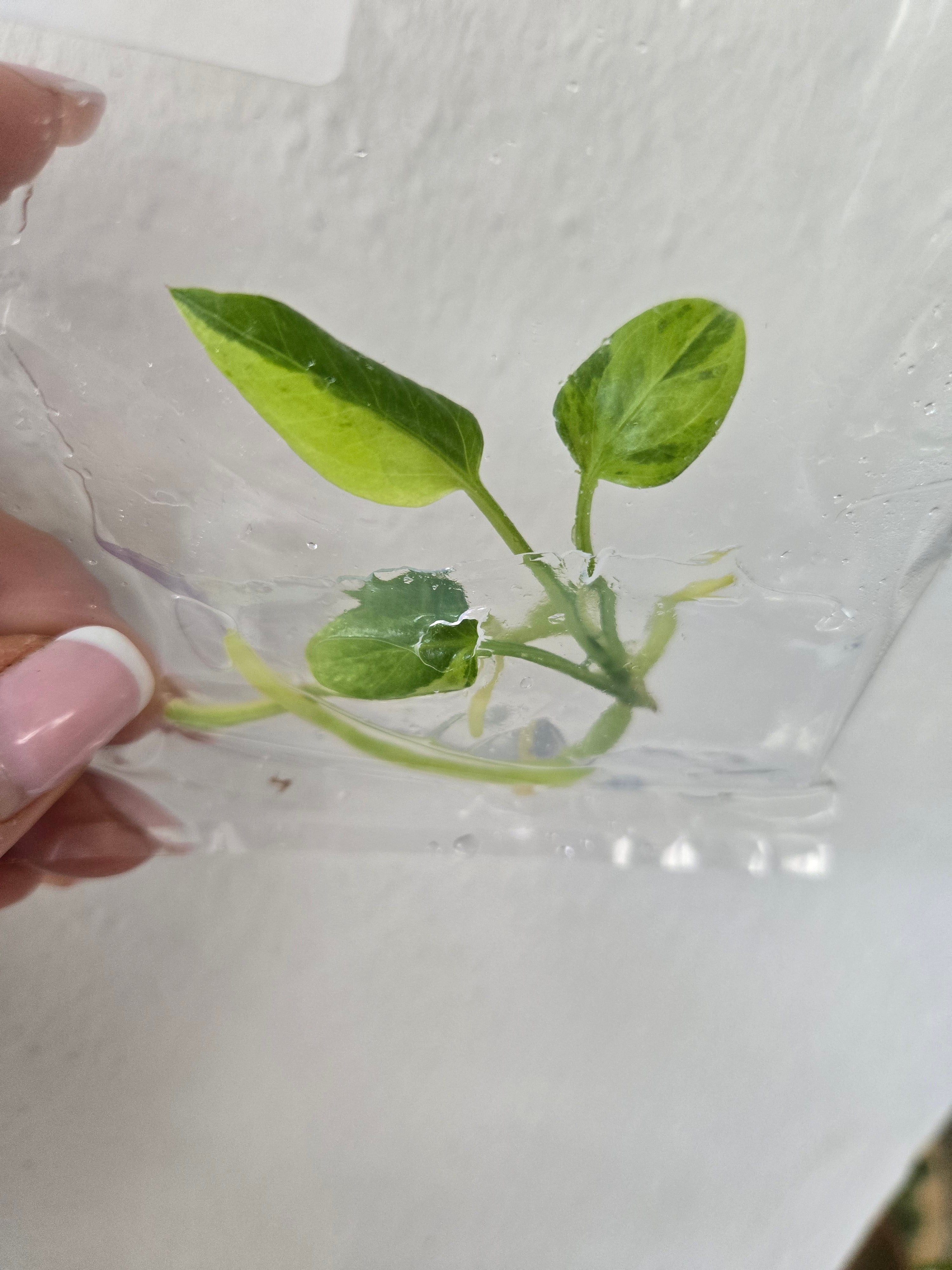 Anthurium Vittariifolium Variegata -TC