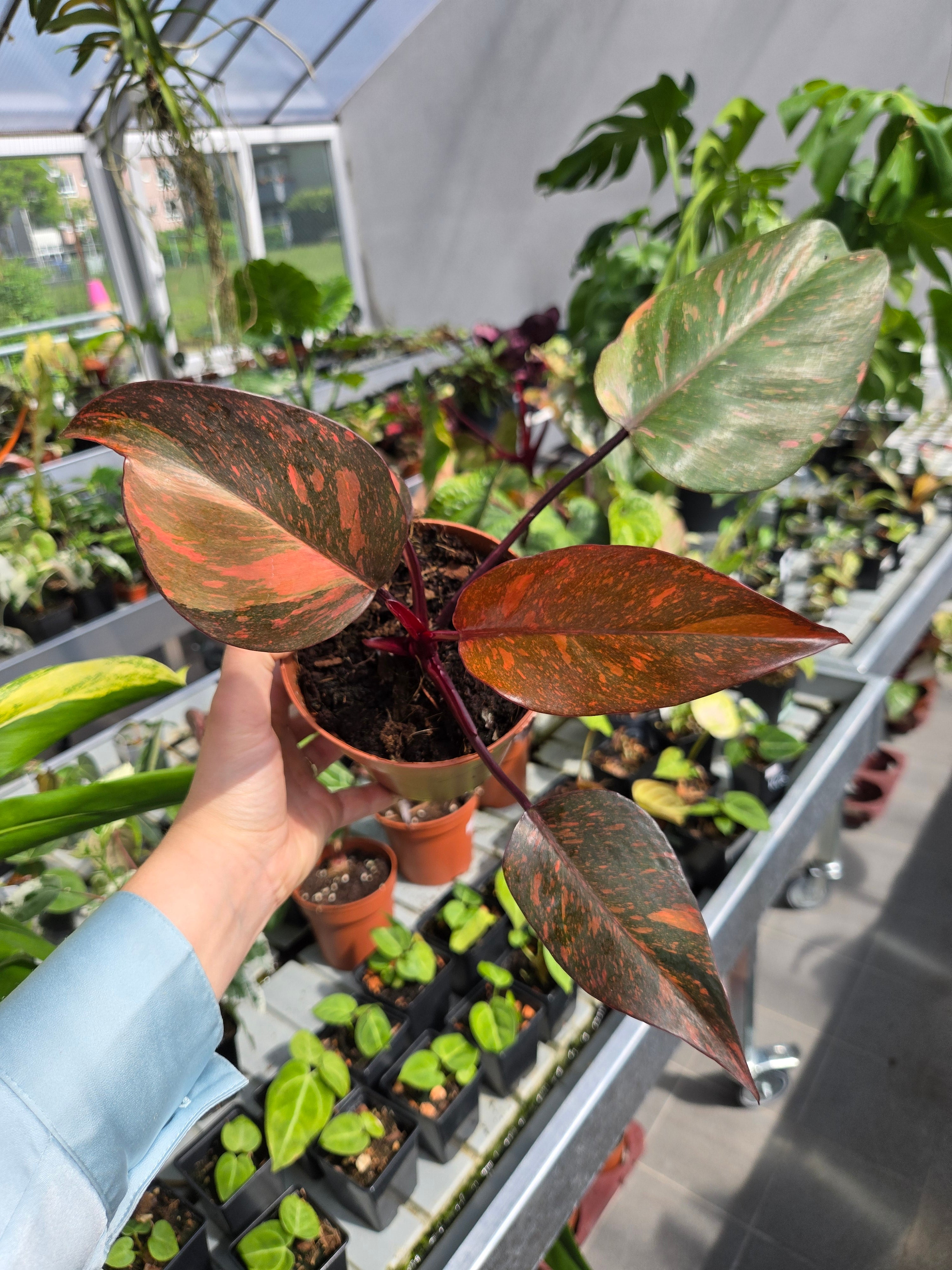 Philodendron Orange Princess Galaxy