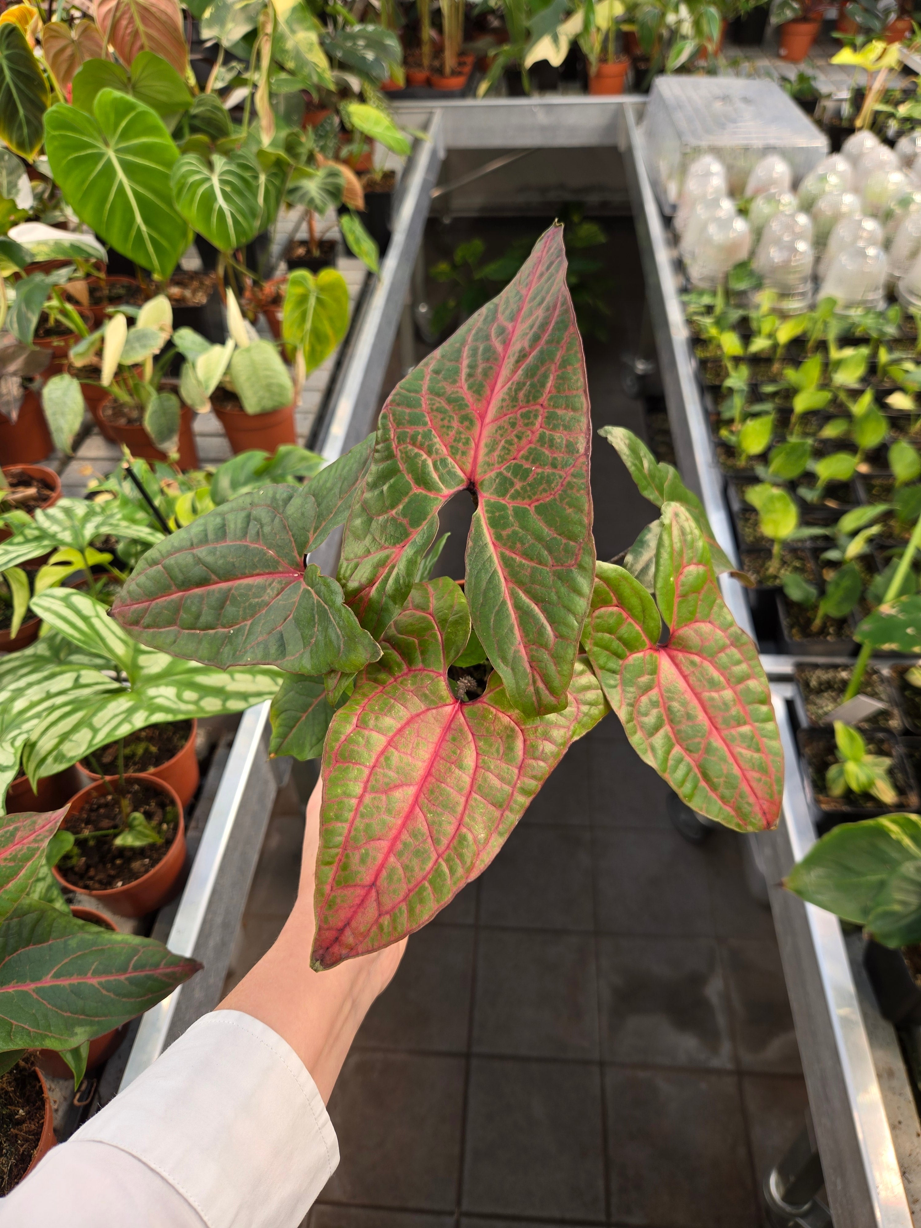 Cyrtosperma Johnstonii