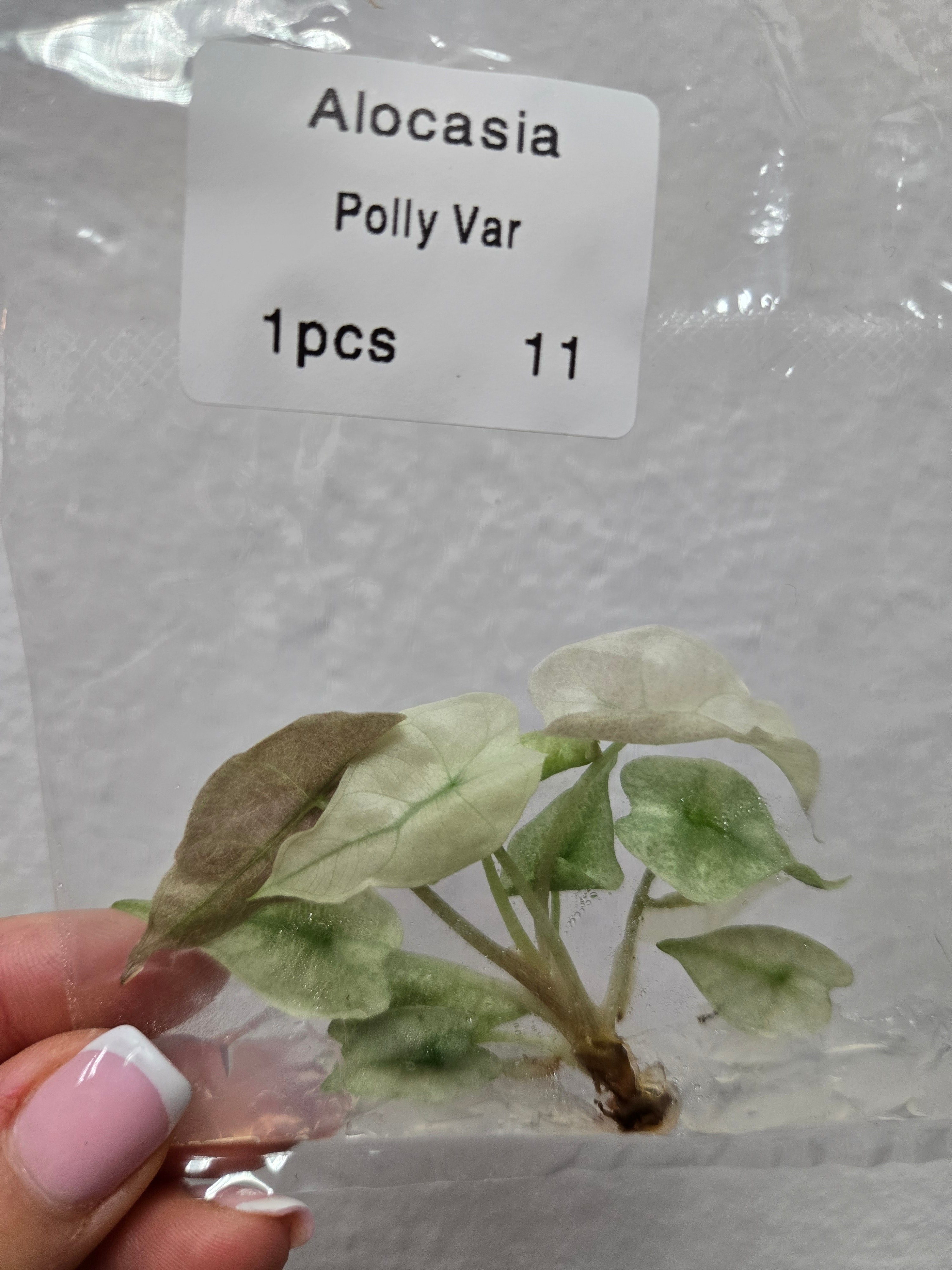 Alocasia Polly Variegata - Tissue Culture (TC)