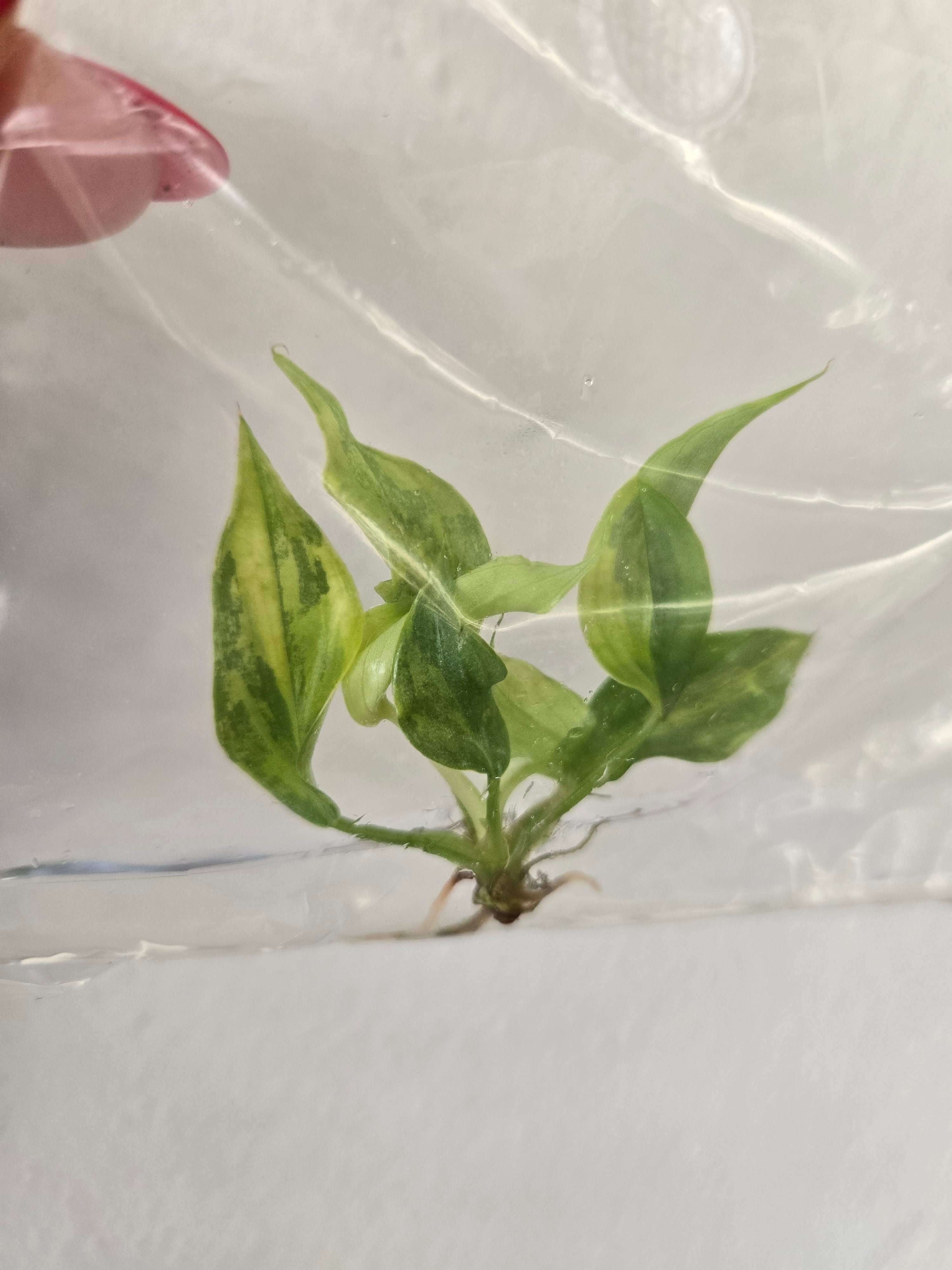 Philodendron Pastazanum silver x Plowmanii Aurea - TC