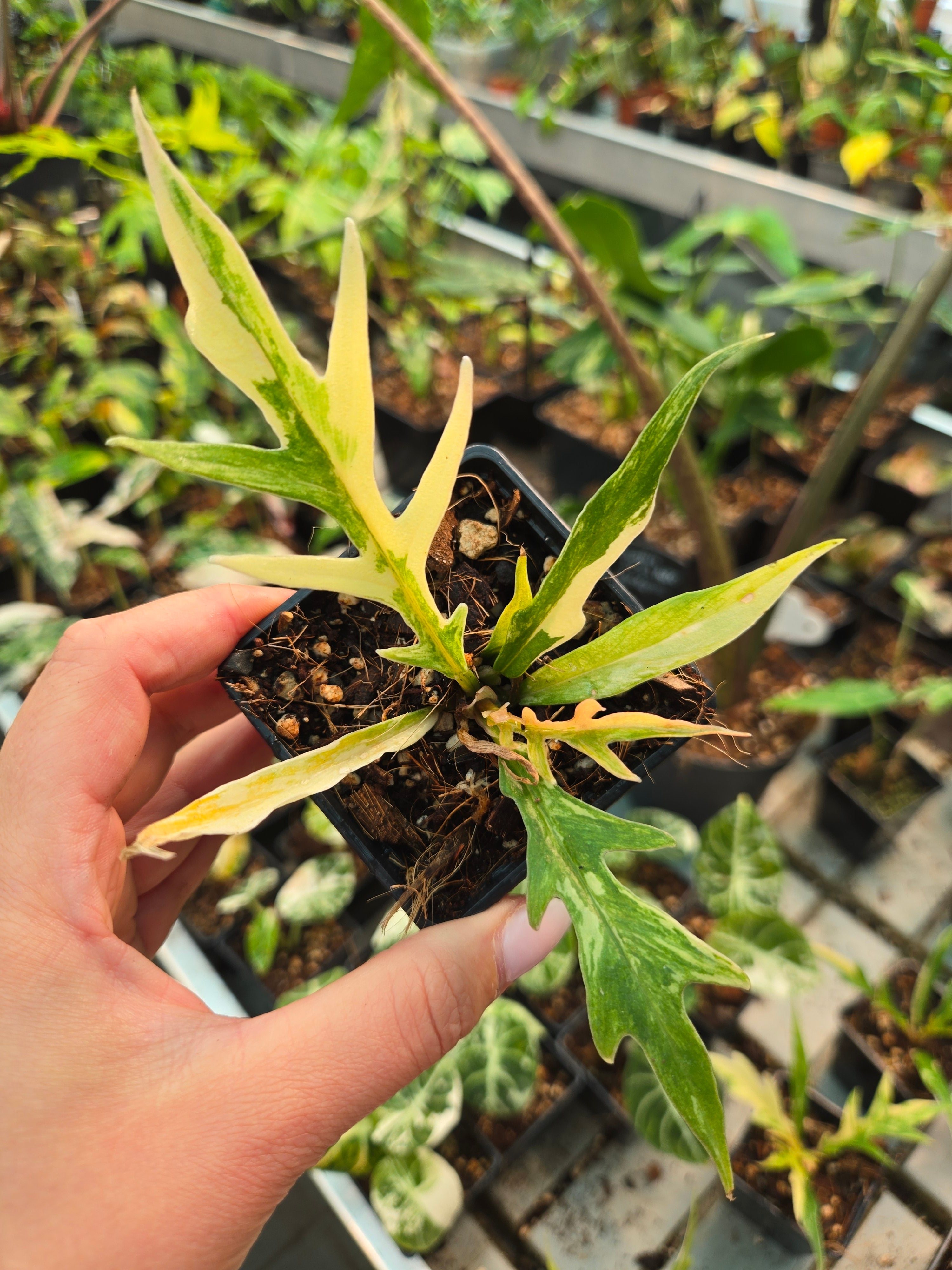 Philodendron Radiatum Variegata