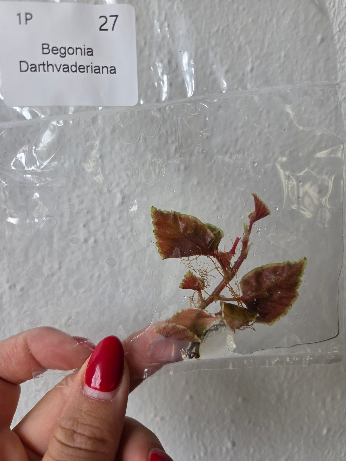 Begonia Darthvaderiana (no Dots) - TC