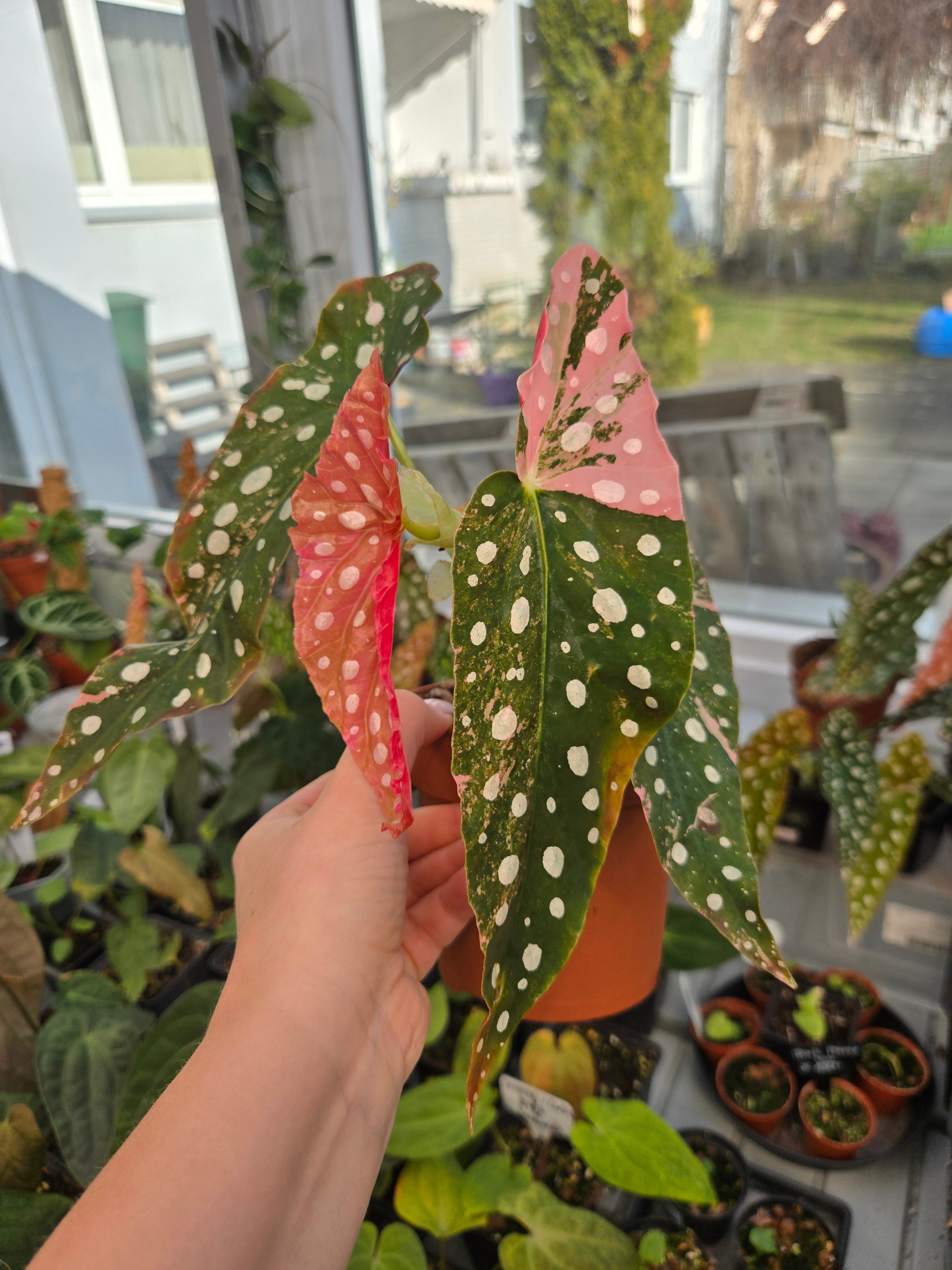 Begonia Maculata Pink A