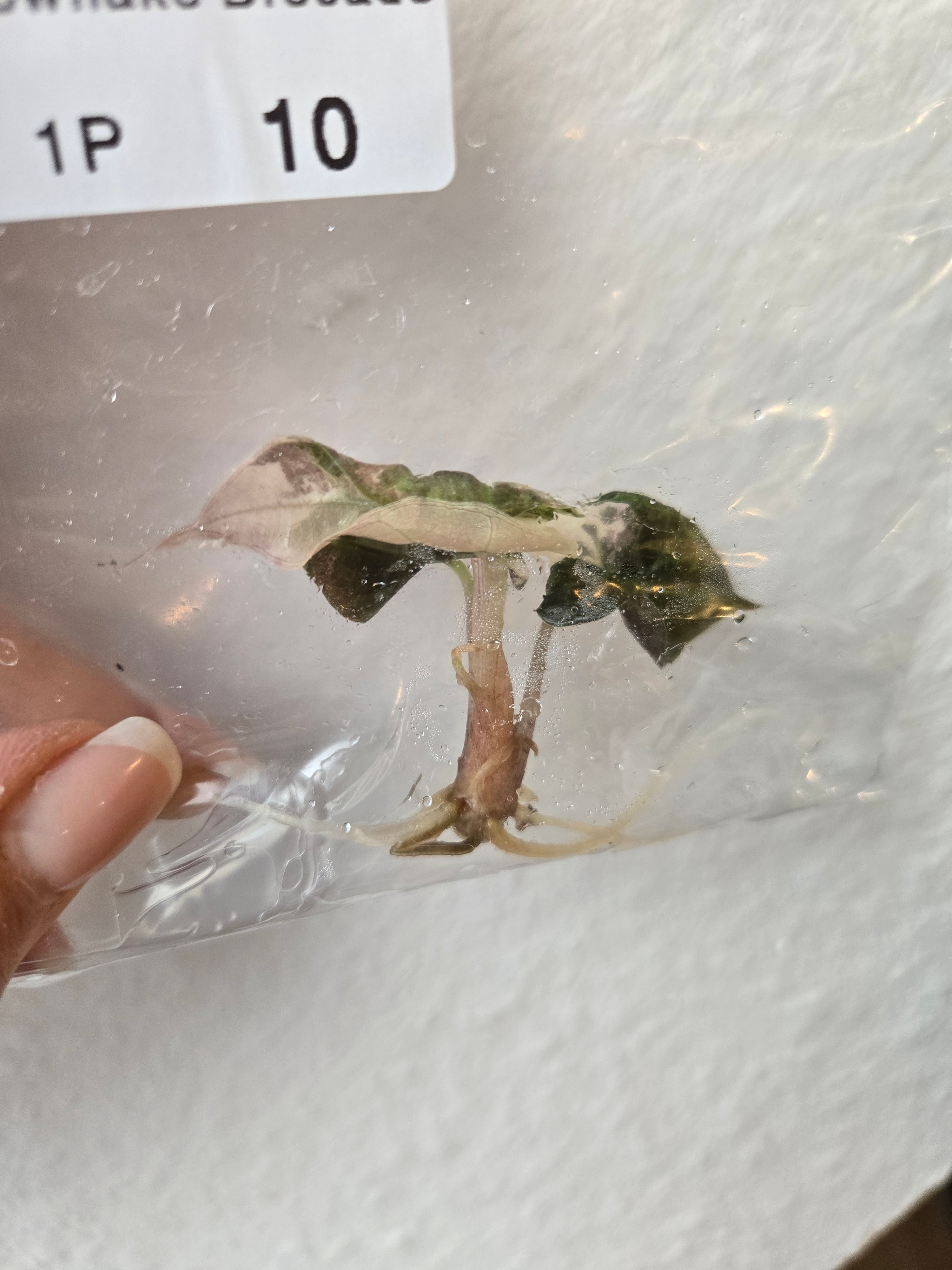 Alocasia Polly Snowflake (sektional) - TC - Tissue Culture -