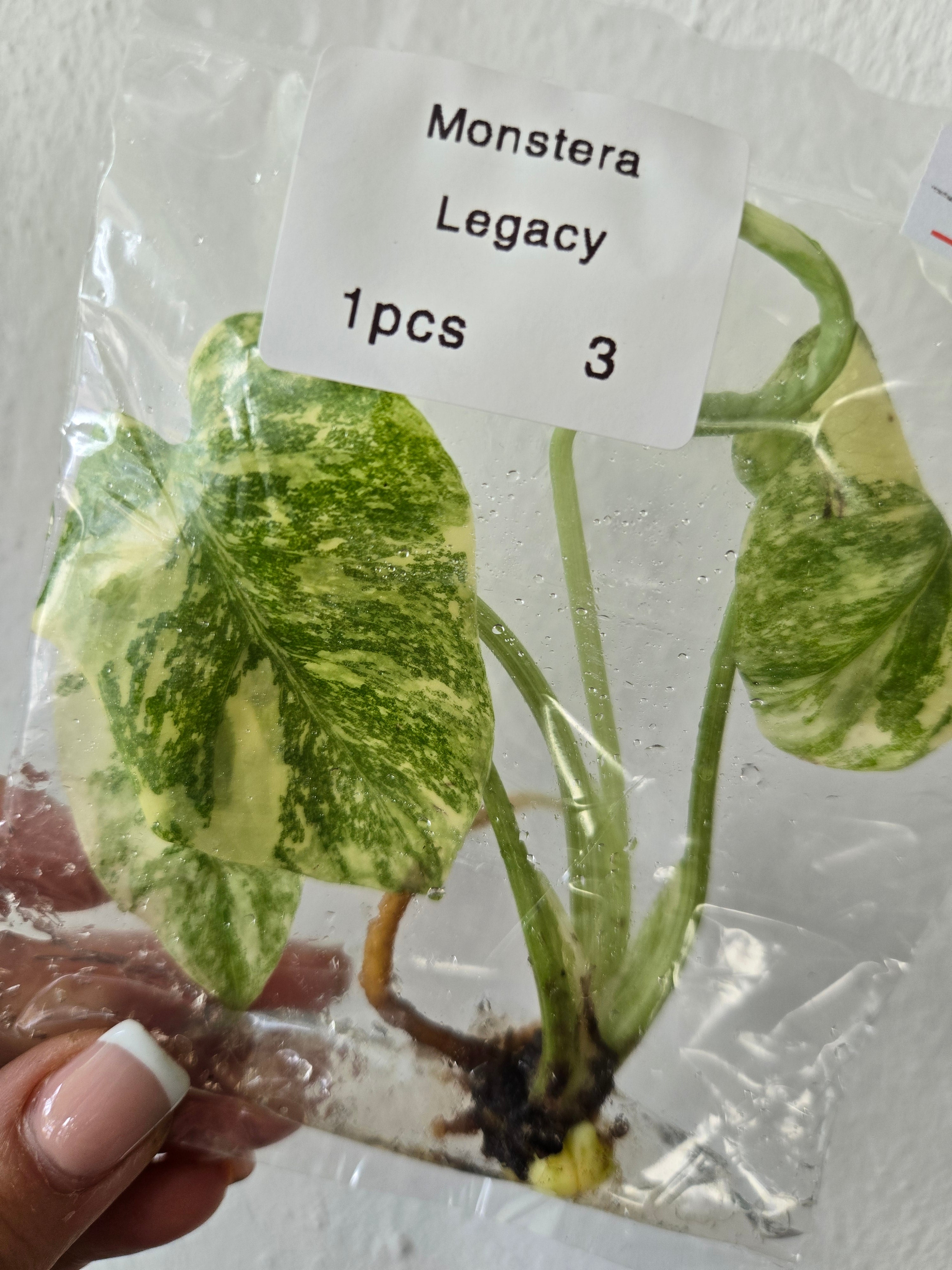 Monstera Legacy - TC
