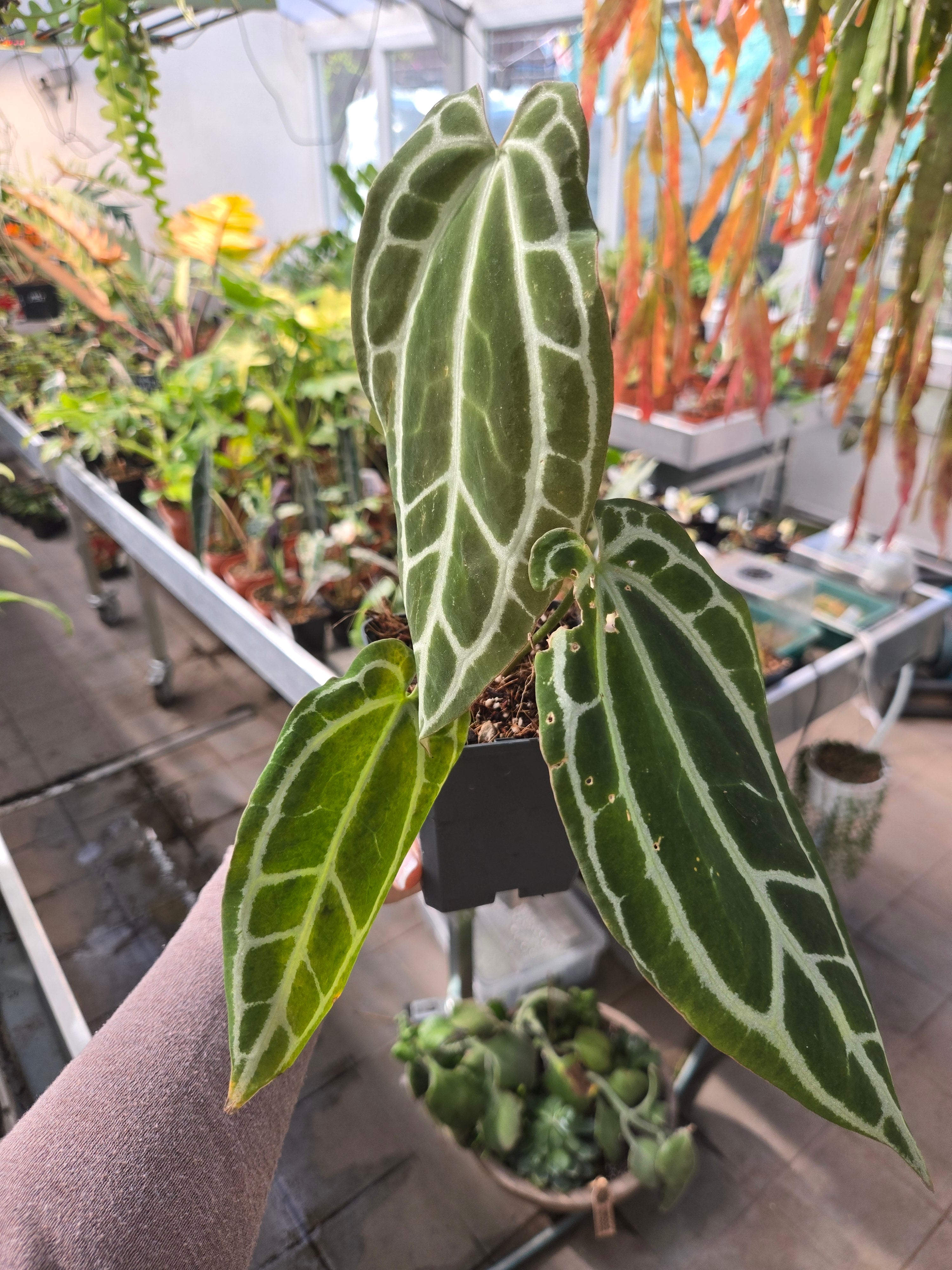 Anthurium Queen of Crystallinum
