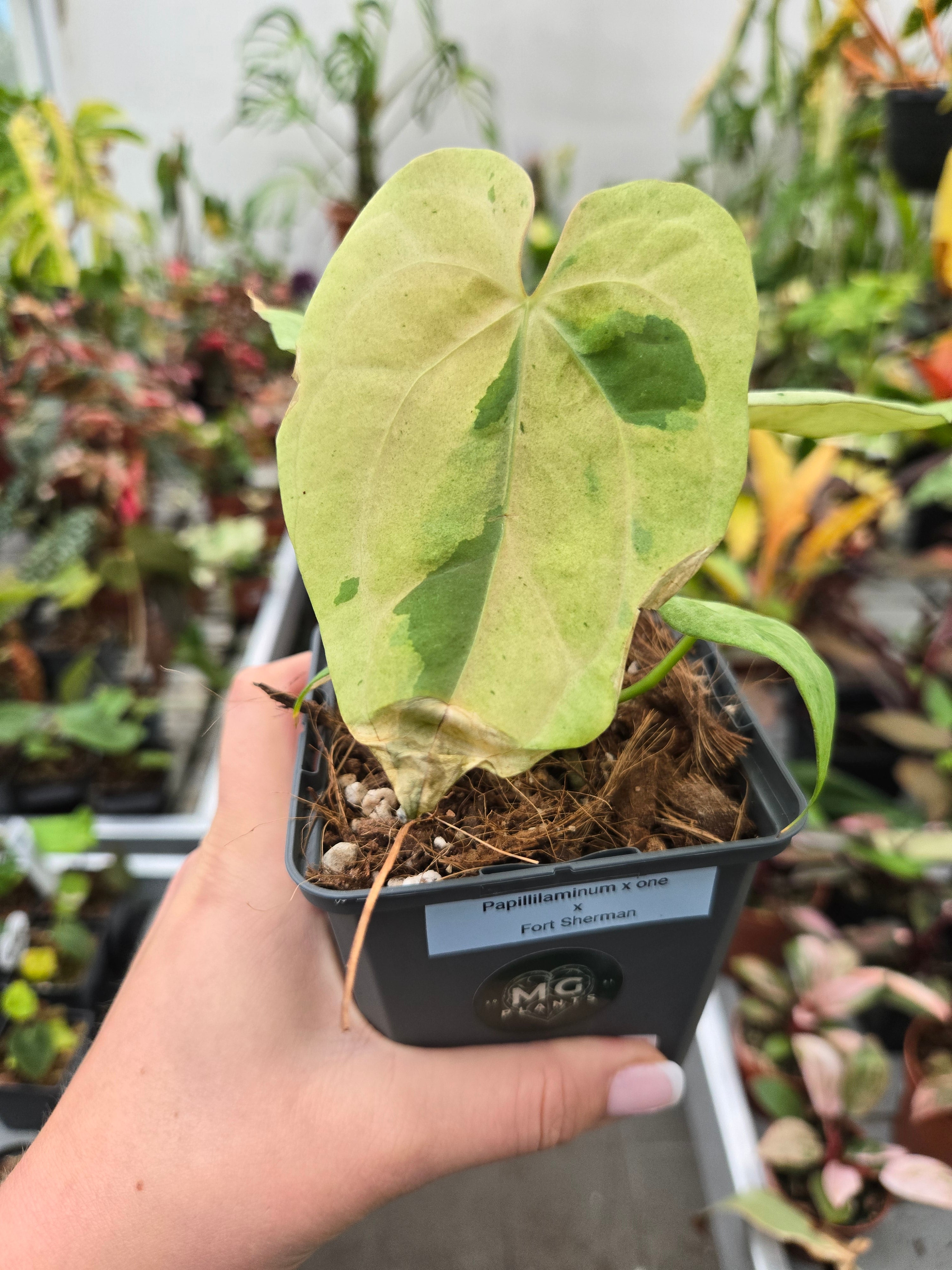 Anthurium Papillilaminum x one x Fort Sherman (Pink)
