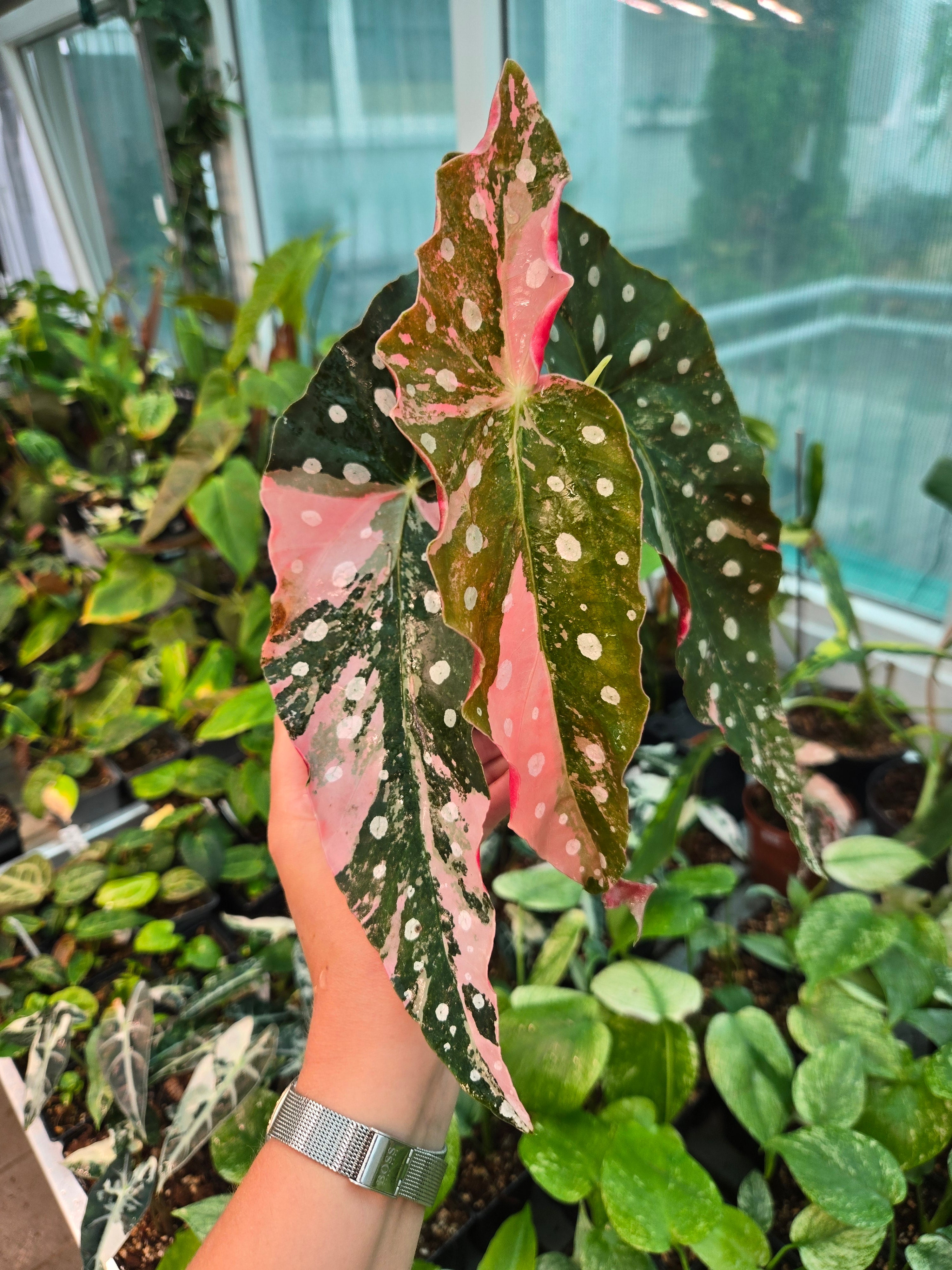 Begonia Maculata Pink M