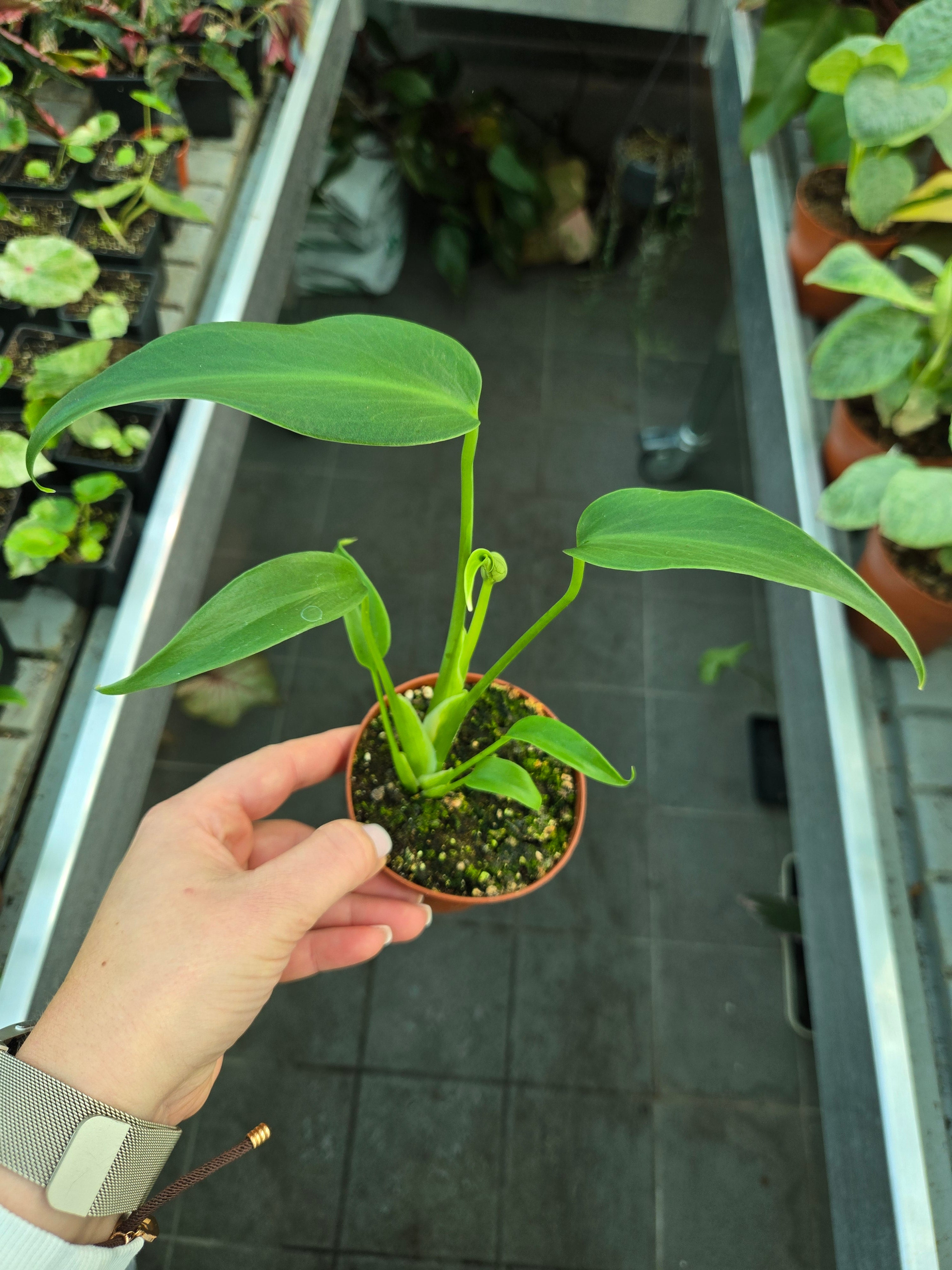 Monster Burlemarx Flame