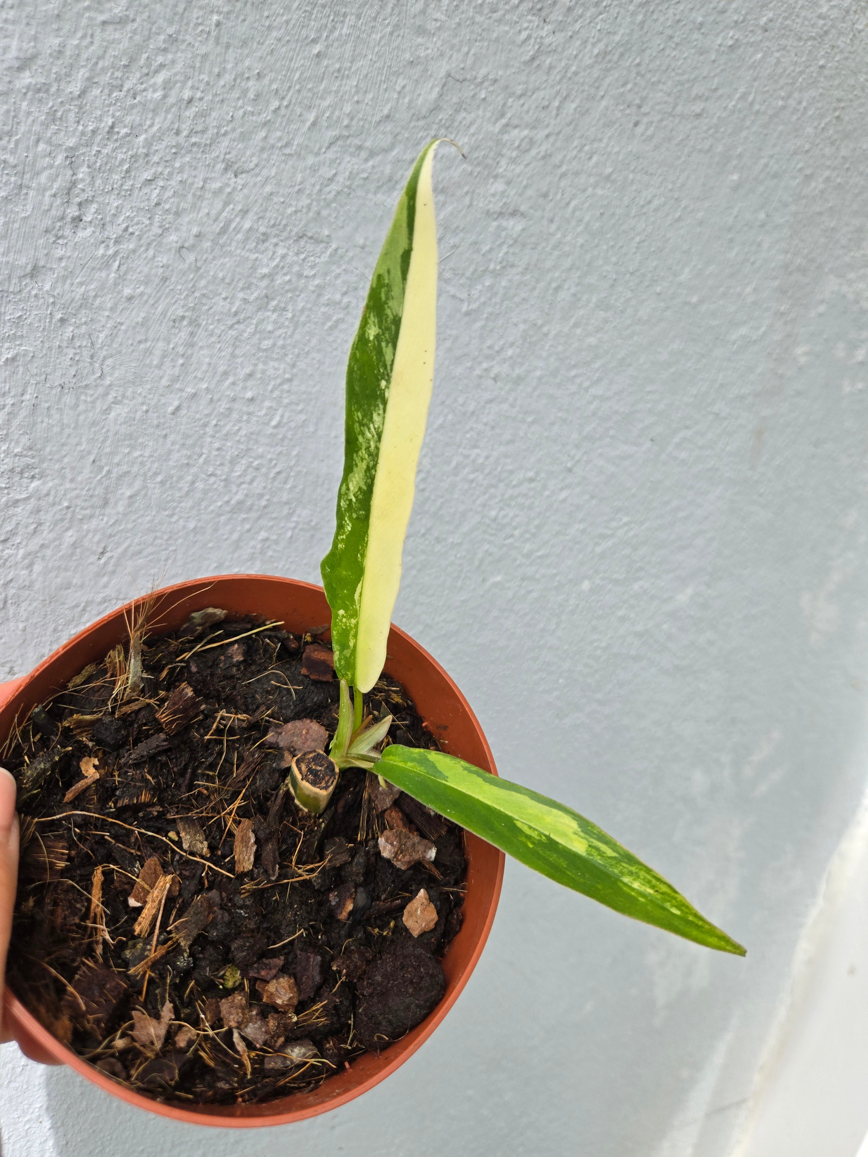 Philodendron Tortum x Florida Beauty