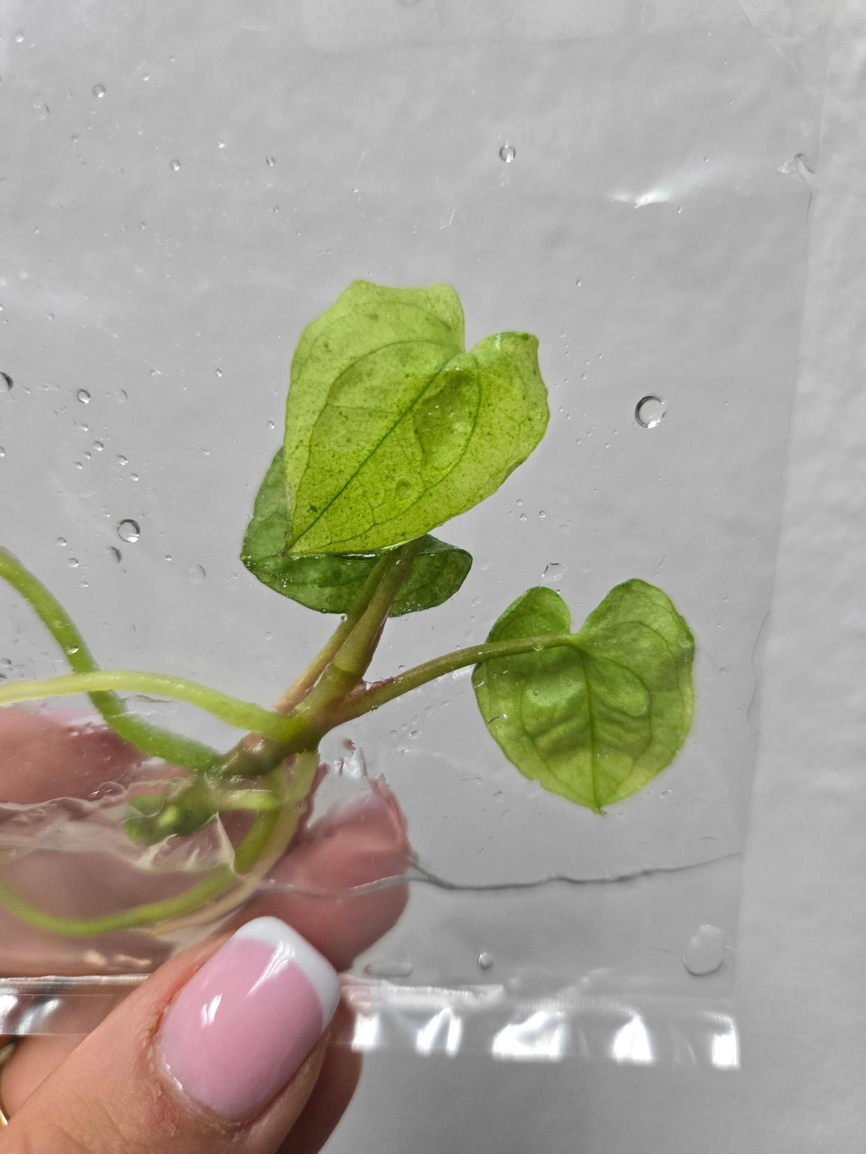 Anthurium Dark Phönix Variegata - TC