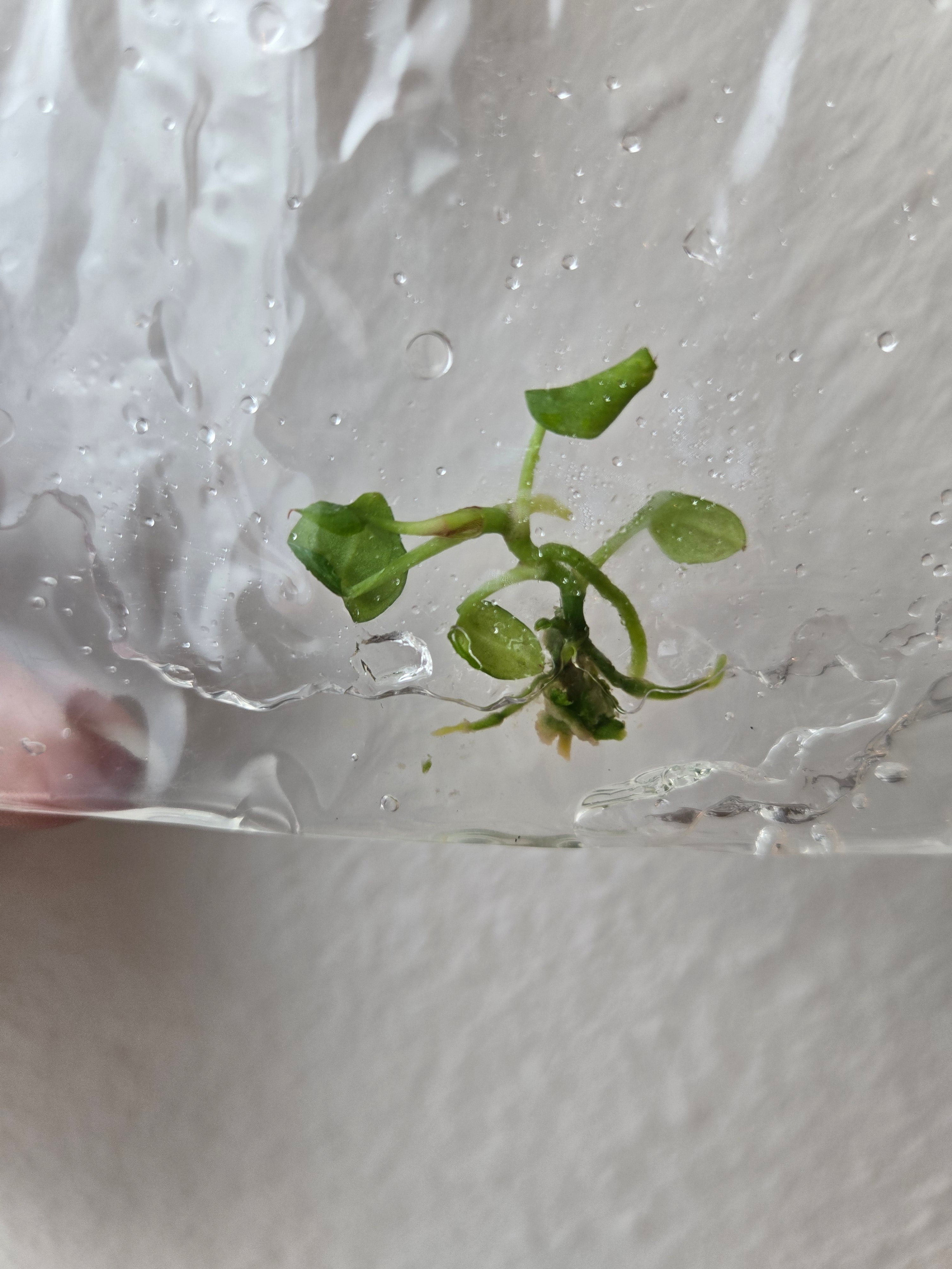 Anthurium Red Crystallinum-TC- Tissue Culture