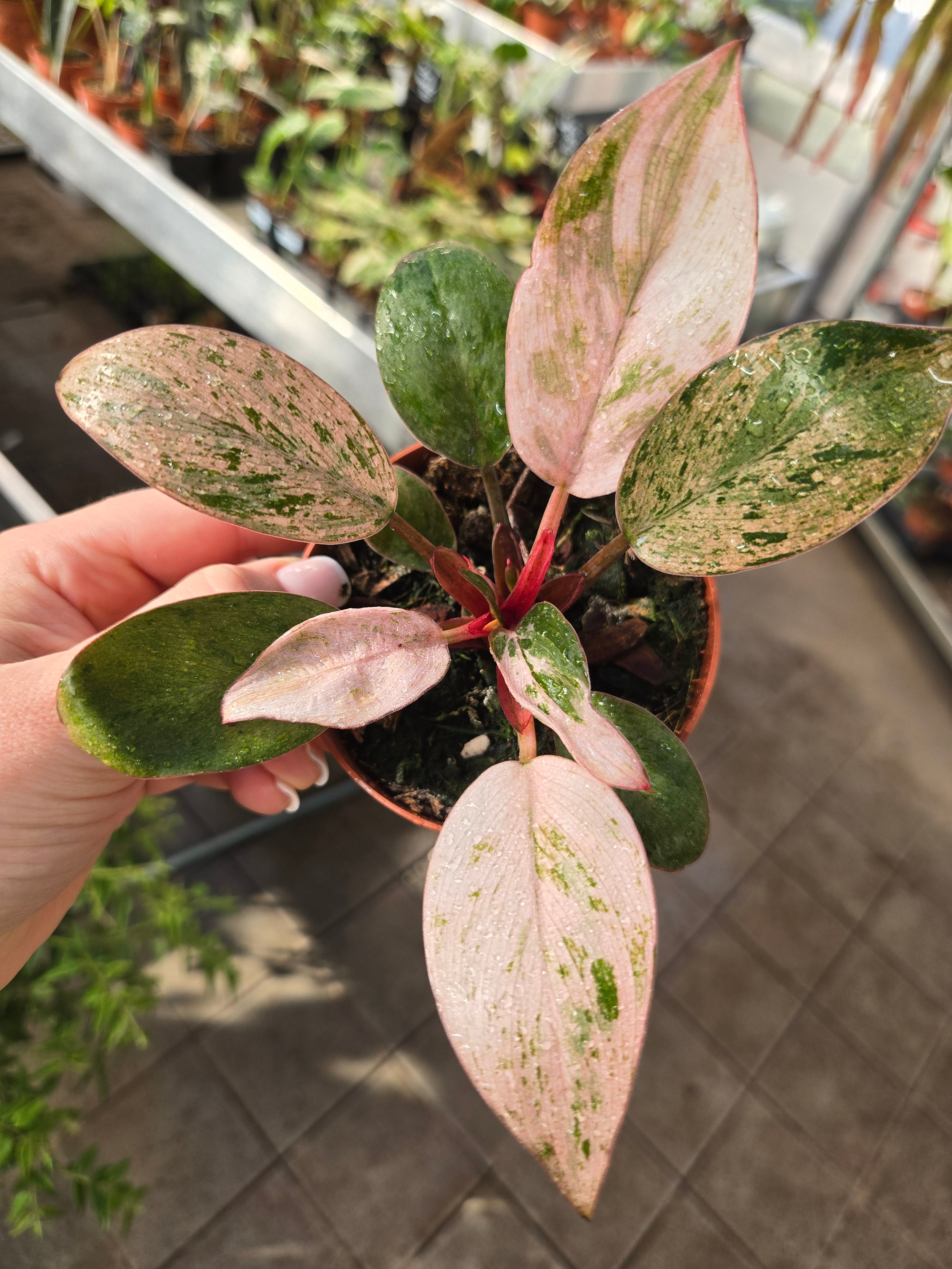 Philodendron red Congo darf mint