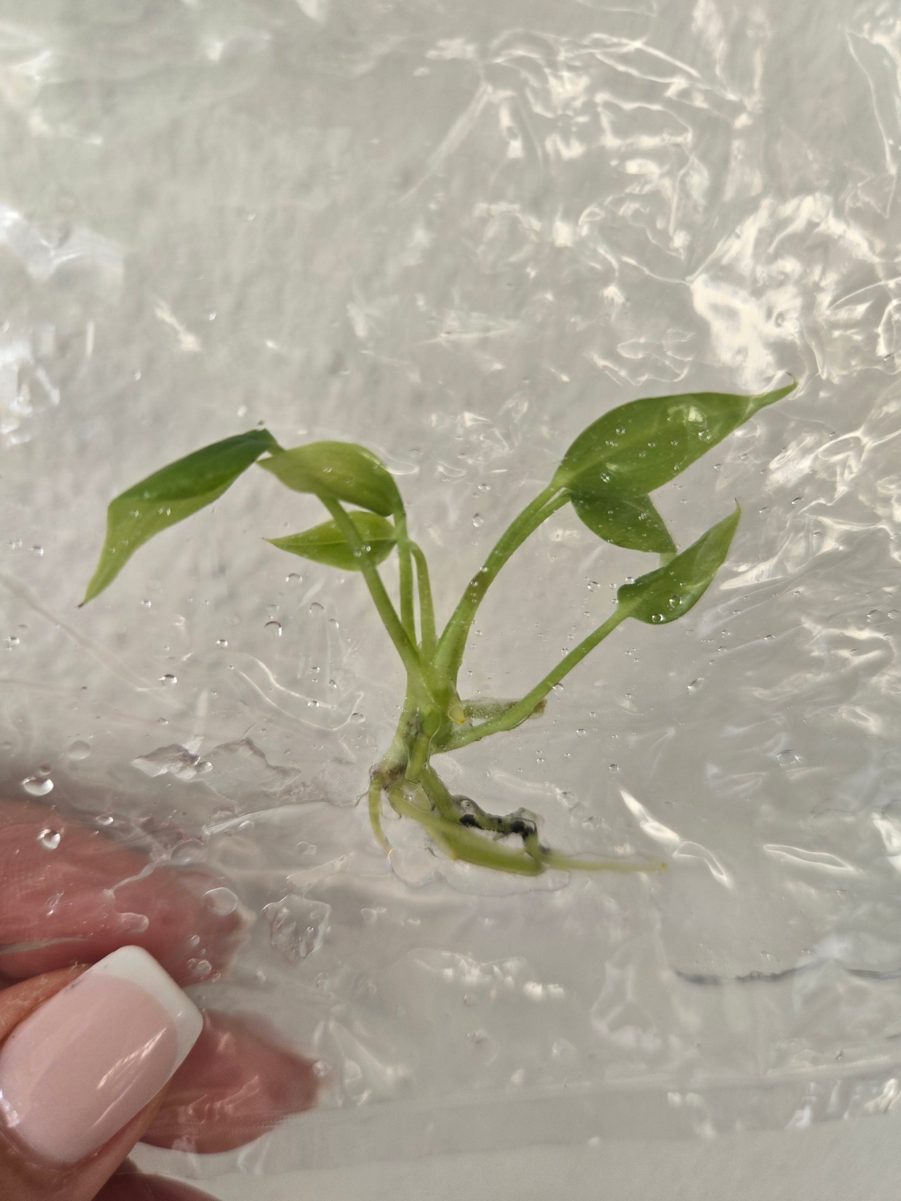 Anthurium Veitchii - TC