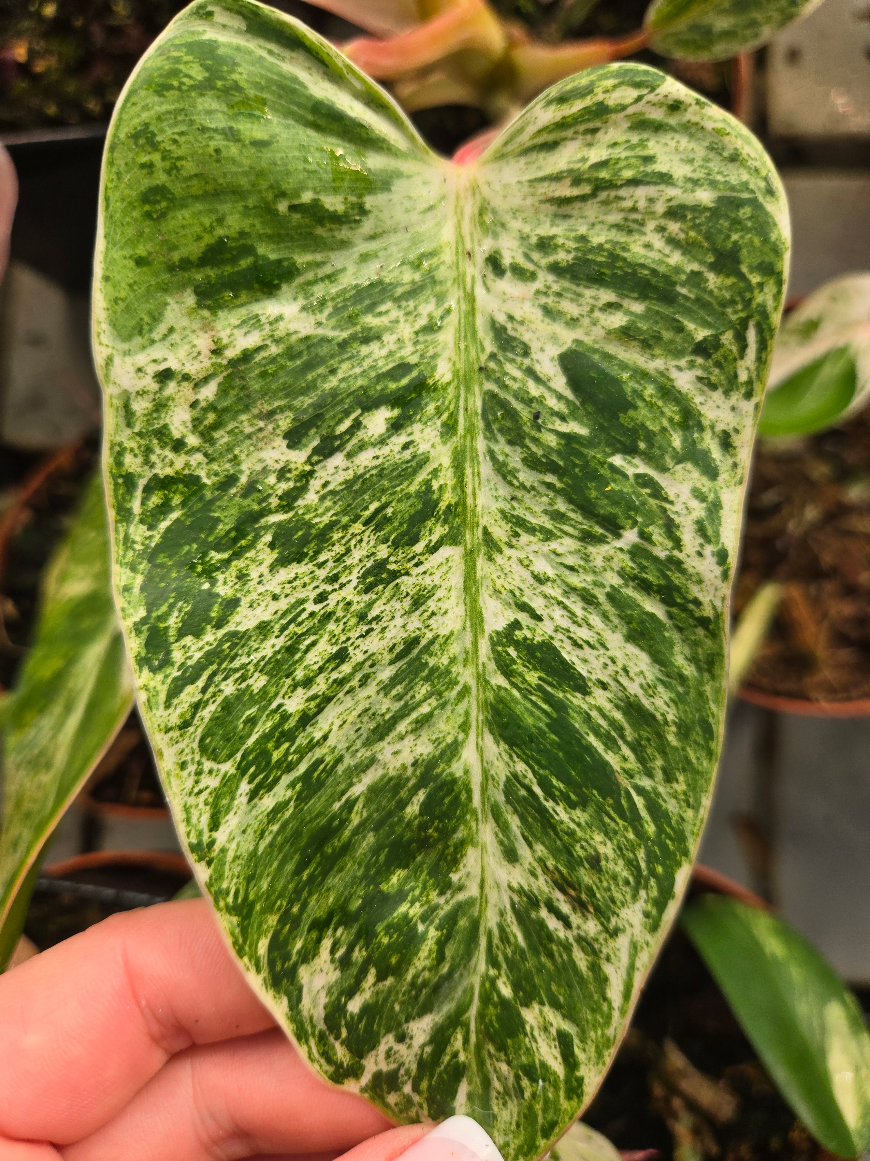 Philodendron Emerald Queen Variegata (no ICE)