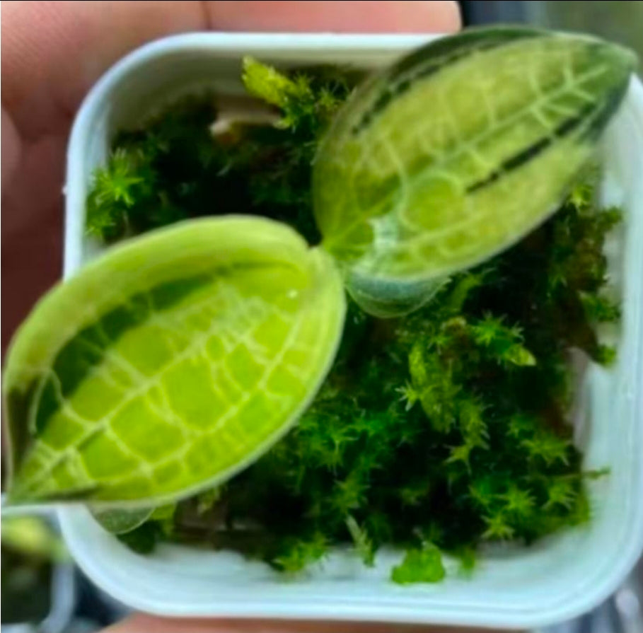 Macodes Petola Variegated - TC