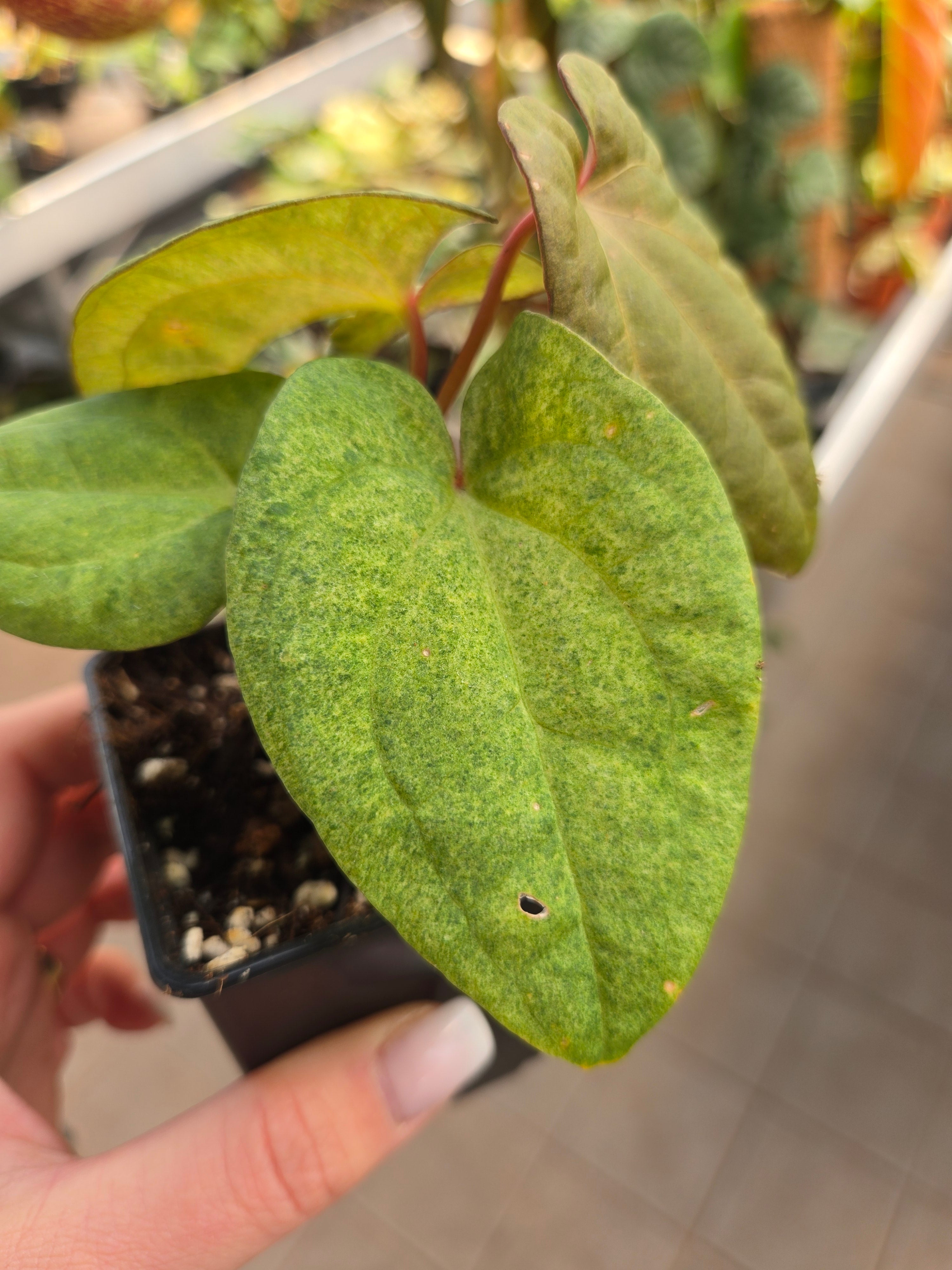Anthurium Dark Phönix Variegata