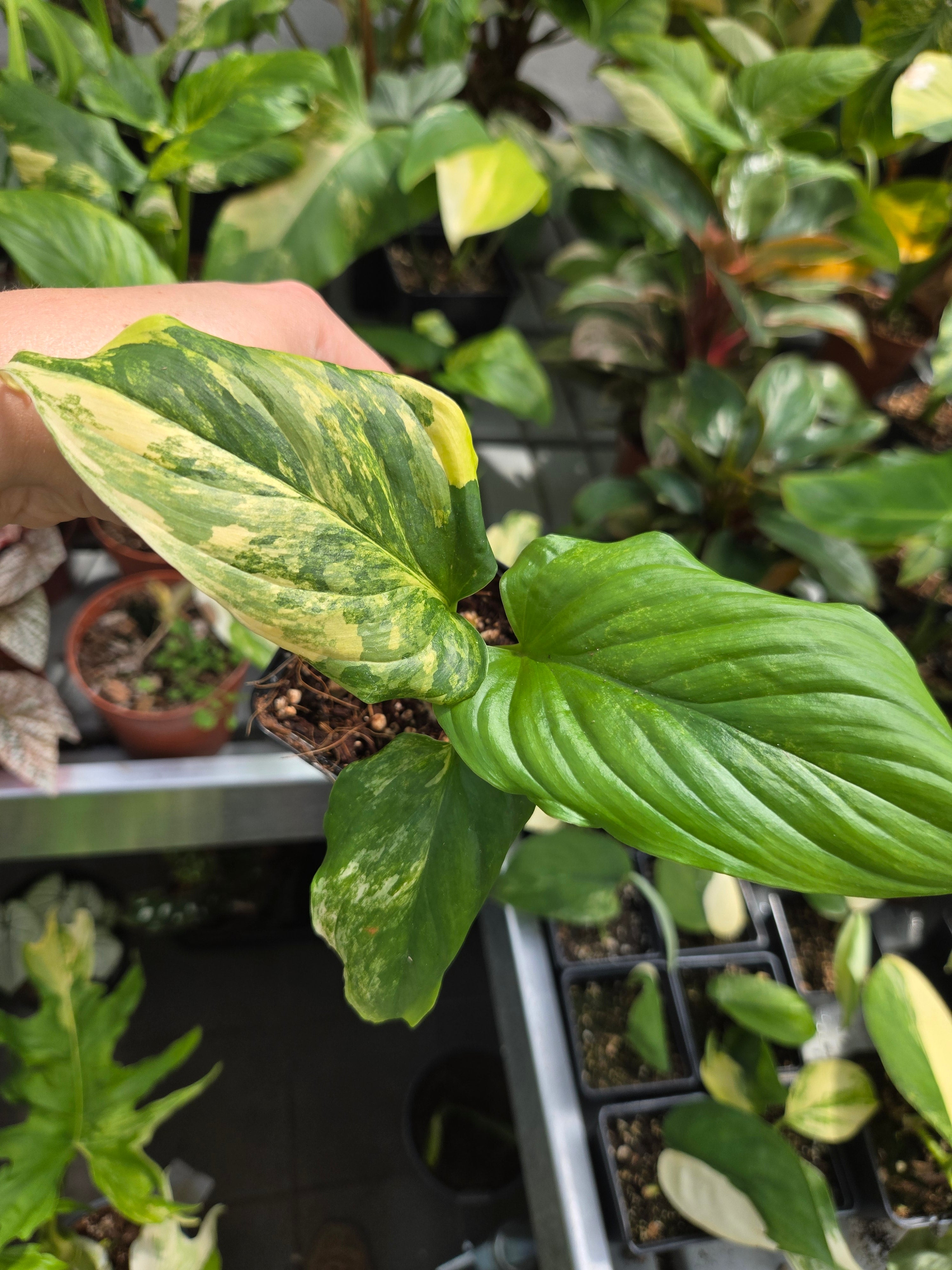 Homalomena Aurea M