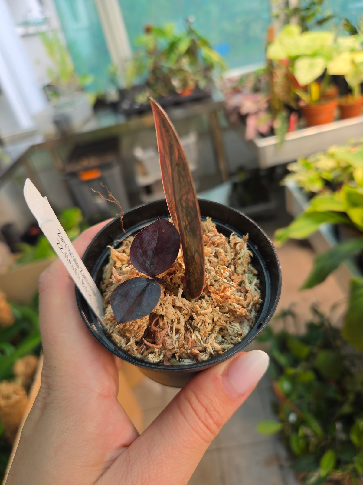 ZZ Zamiofolia Zamifolia Raven Black Orange Variegated