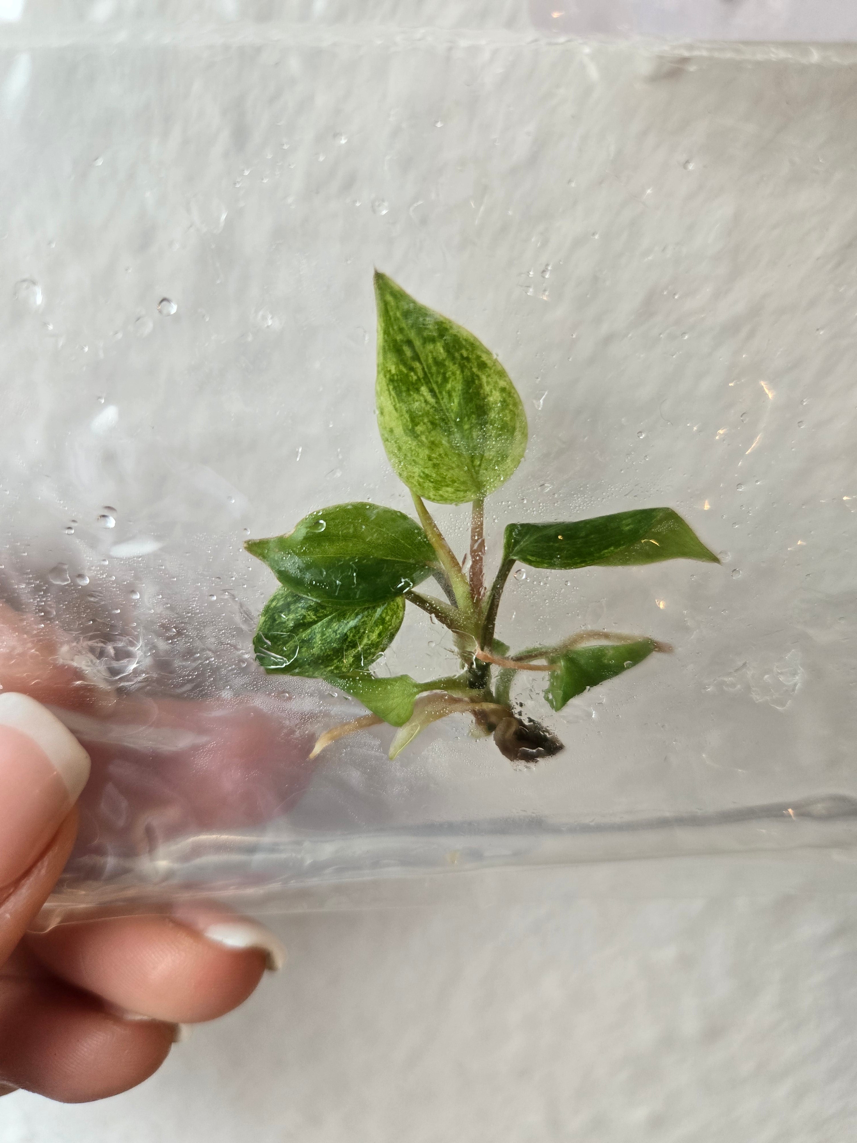 Philodendron Micans Marble Variegata