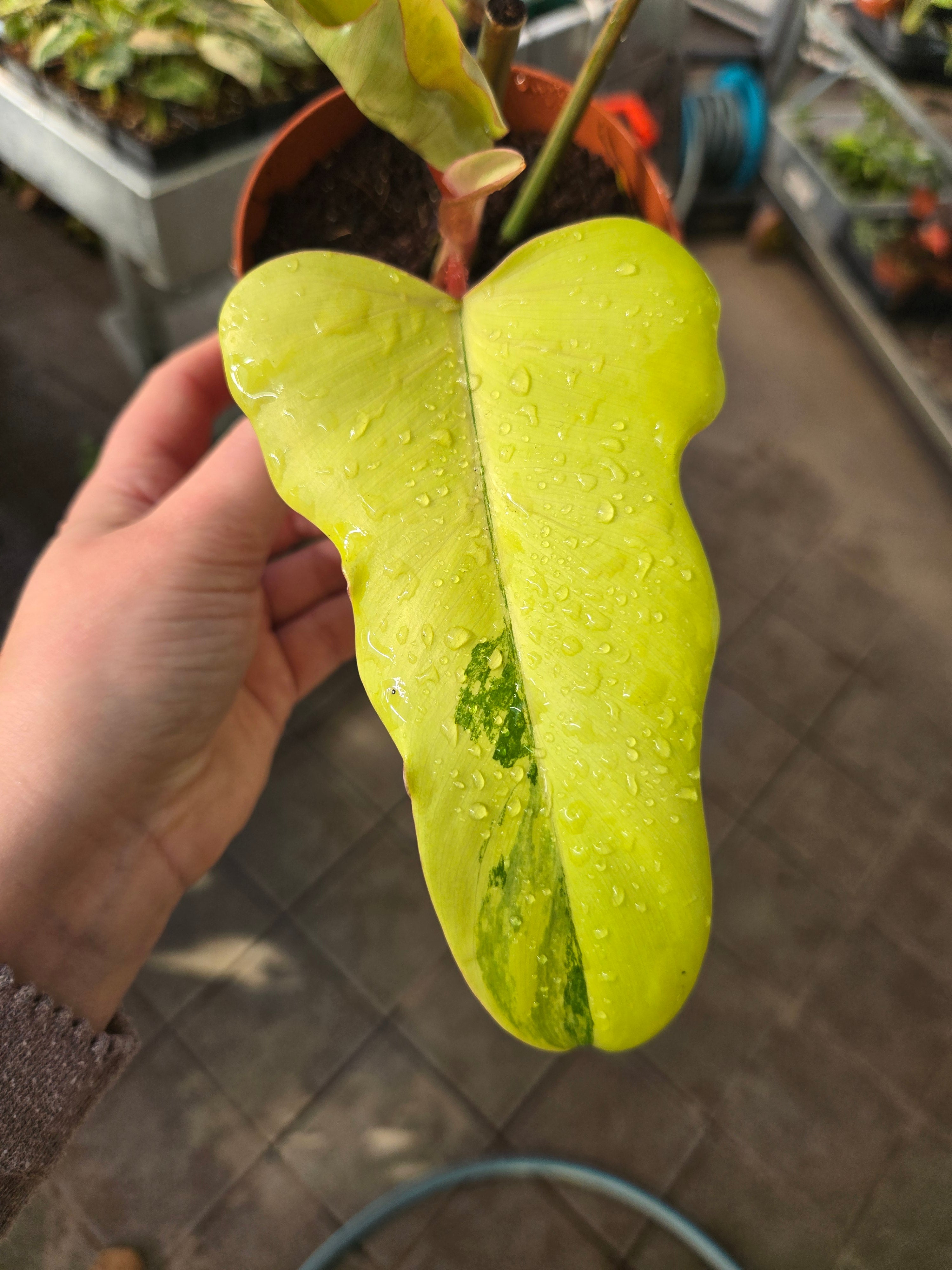Philodendron Mayoi x Florida Beauty