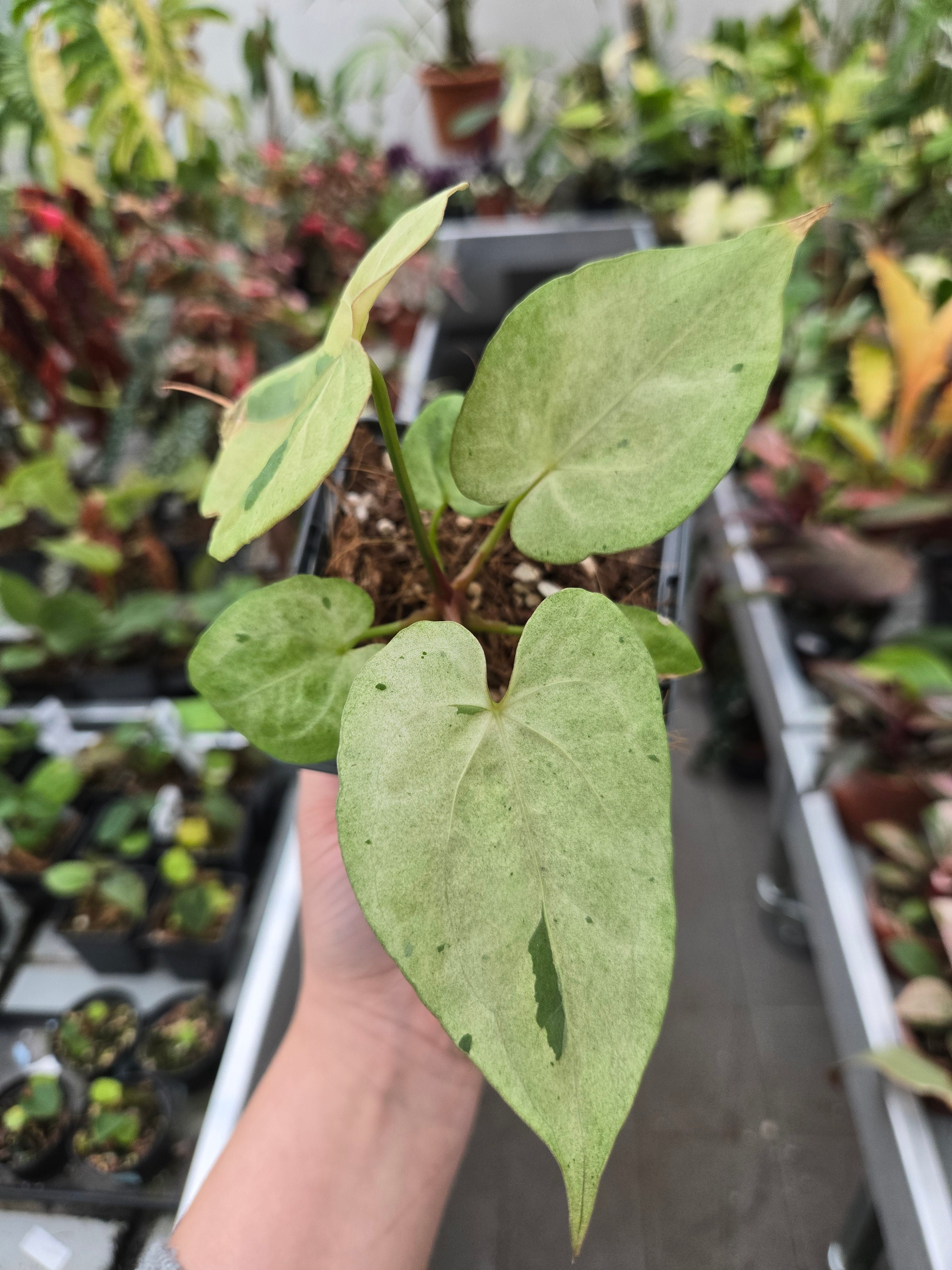 Anthurium Papillilaminum x one x Fort Sherman (Pink)