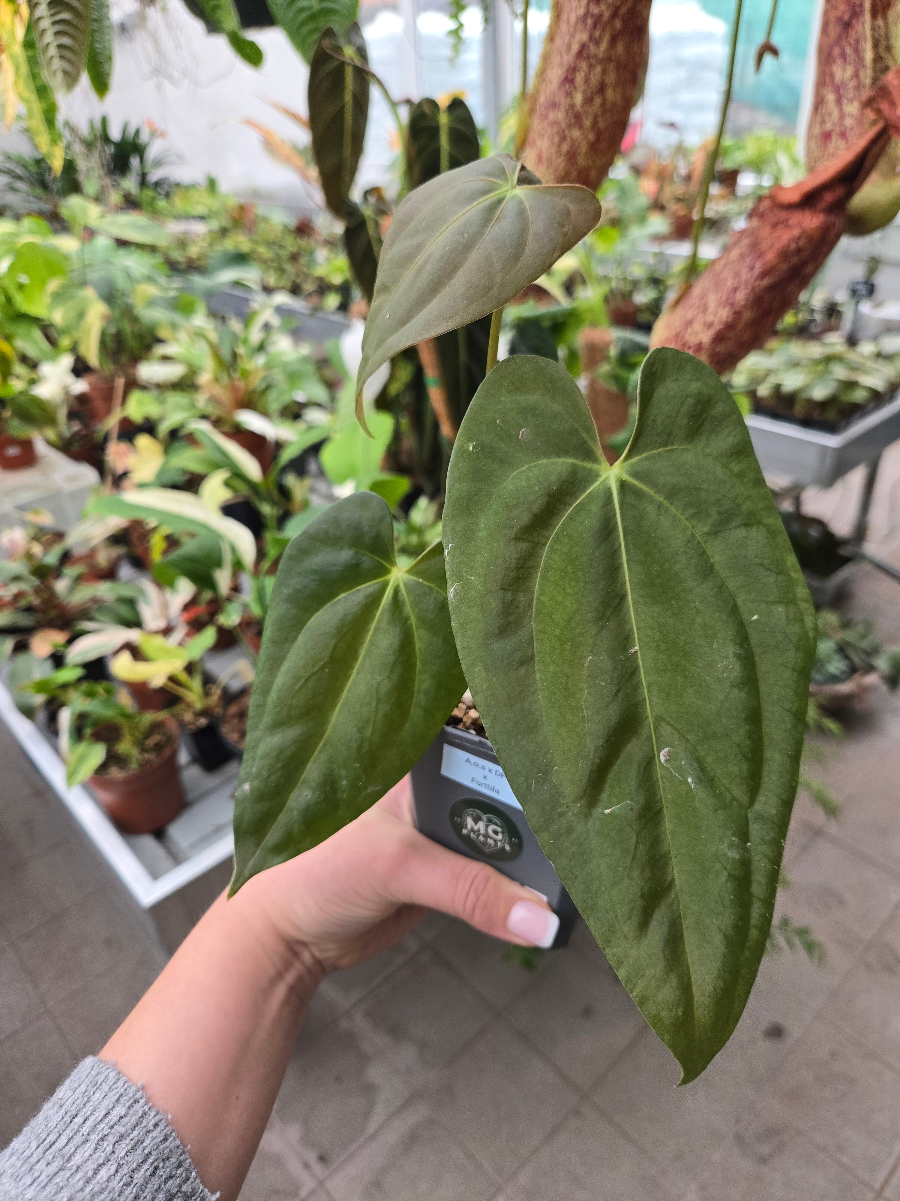 Anthurium AOS x DP x Forttila