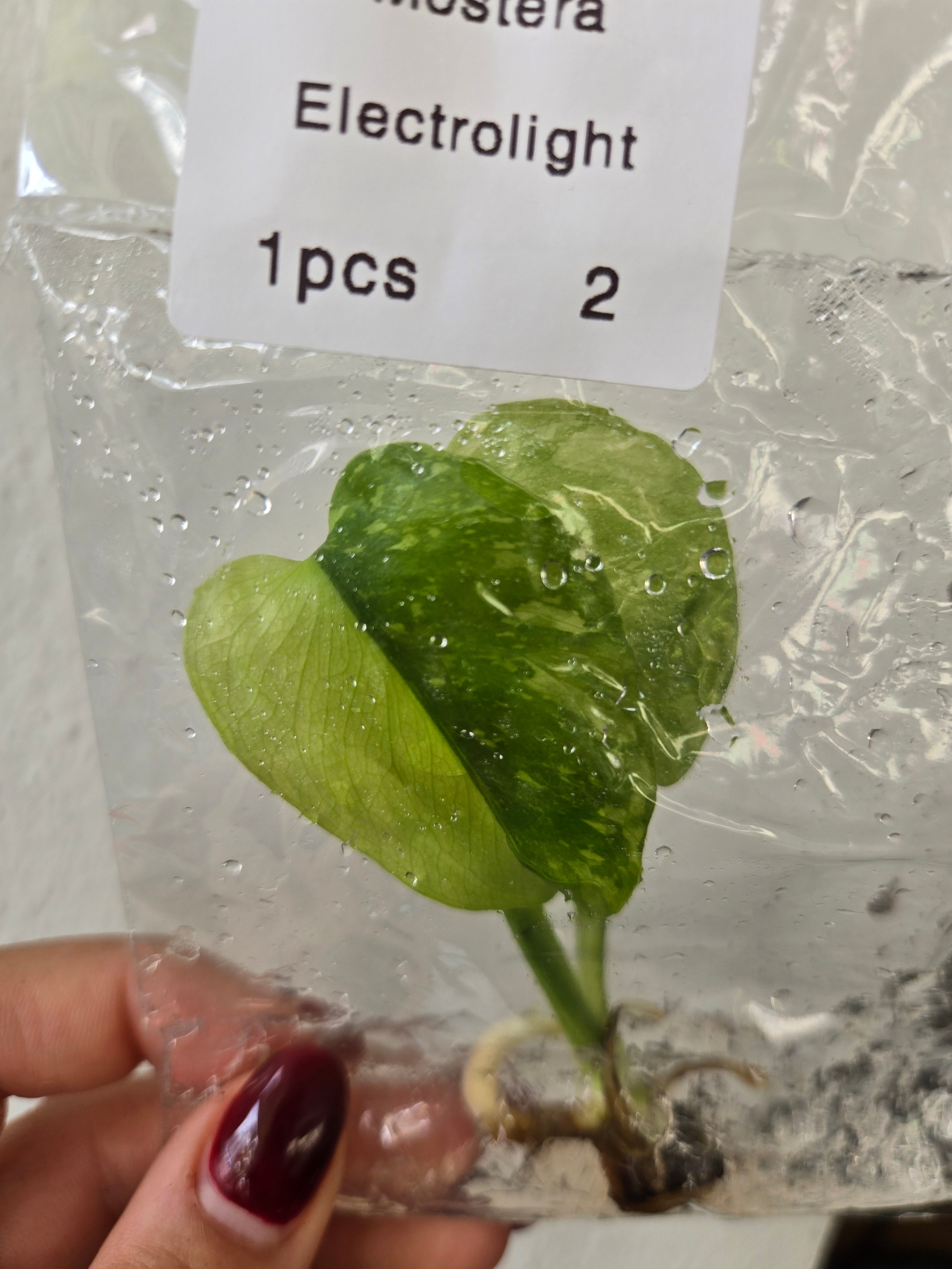 Monstera Electrolight