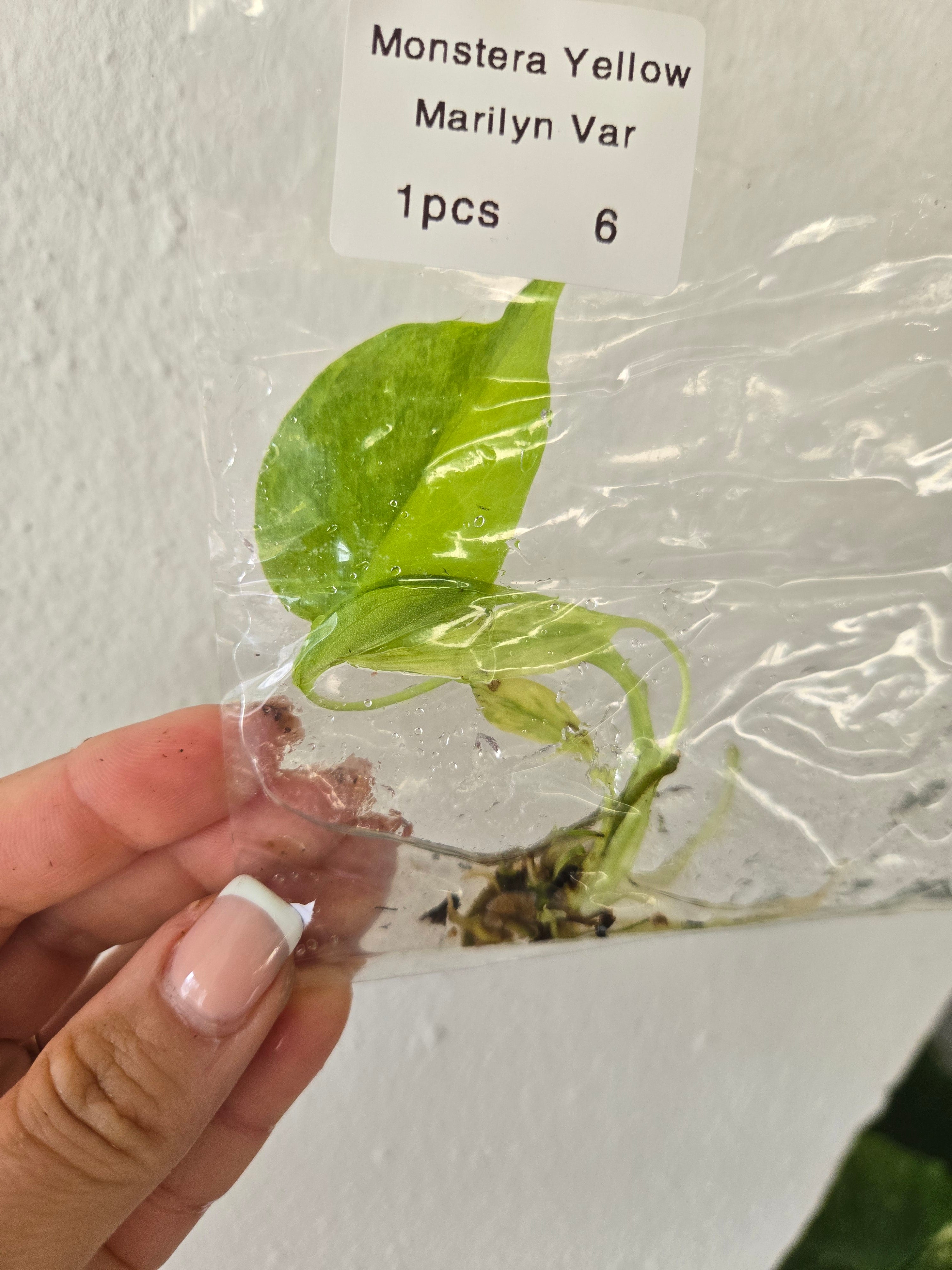 Monstera Marylin Aurea - Tissue Culture (TC)