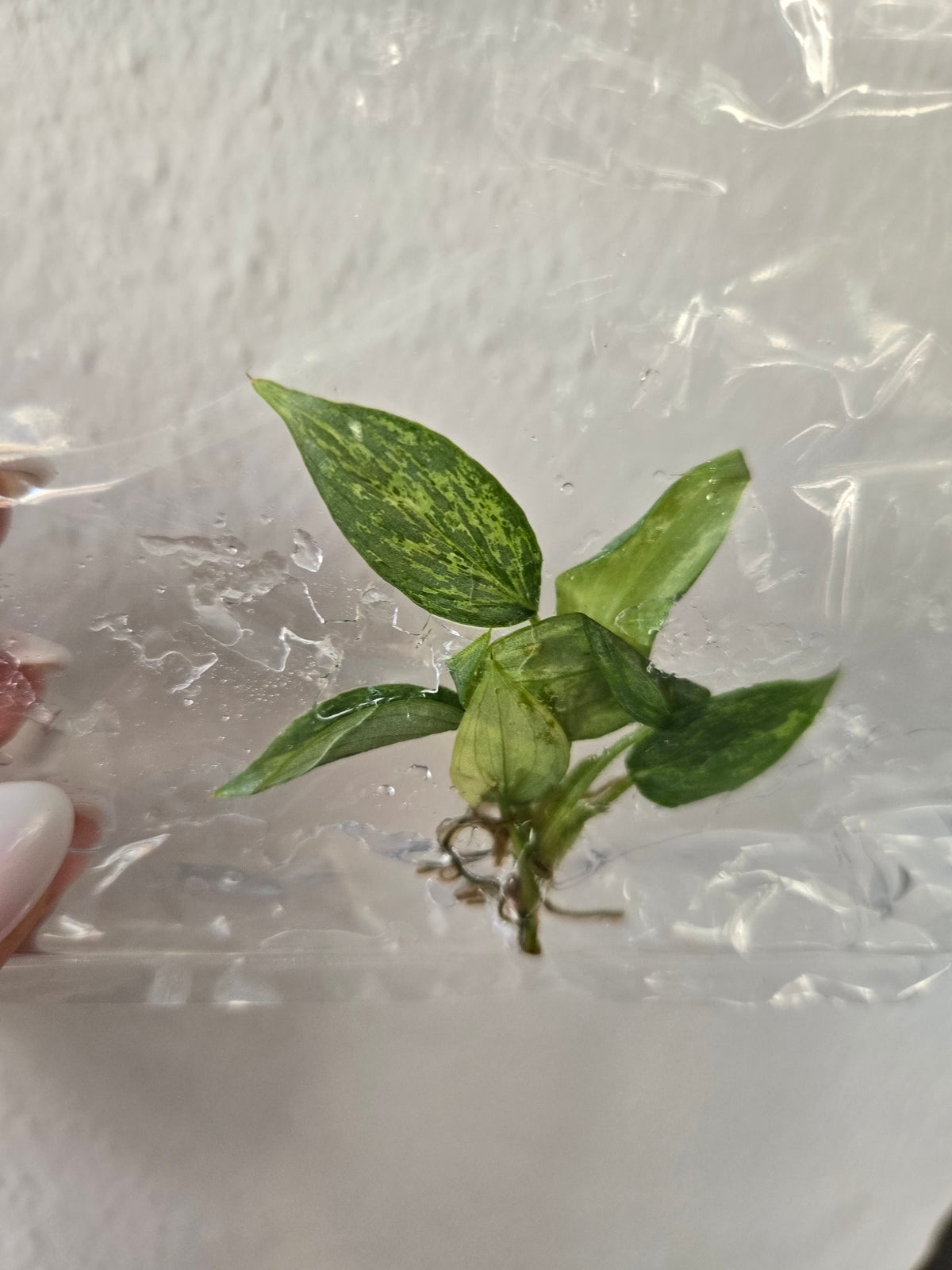 Philodendron Sodiroi Variegata - TC