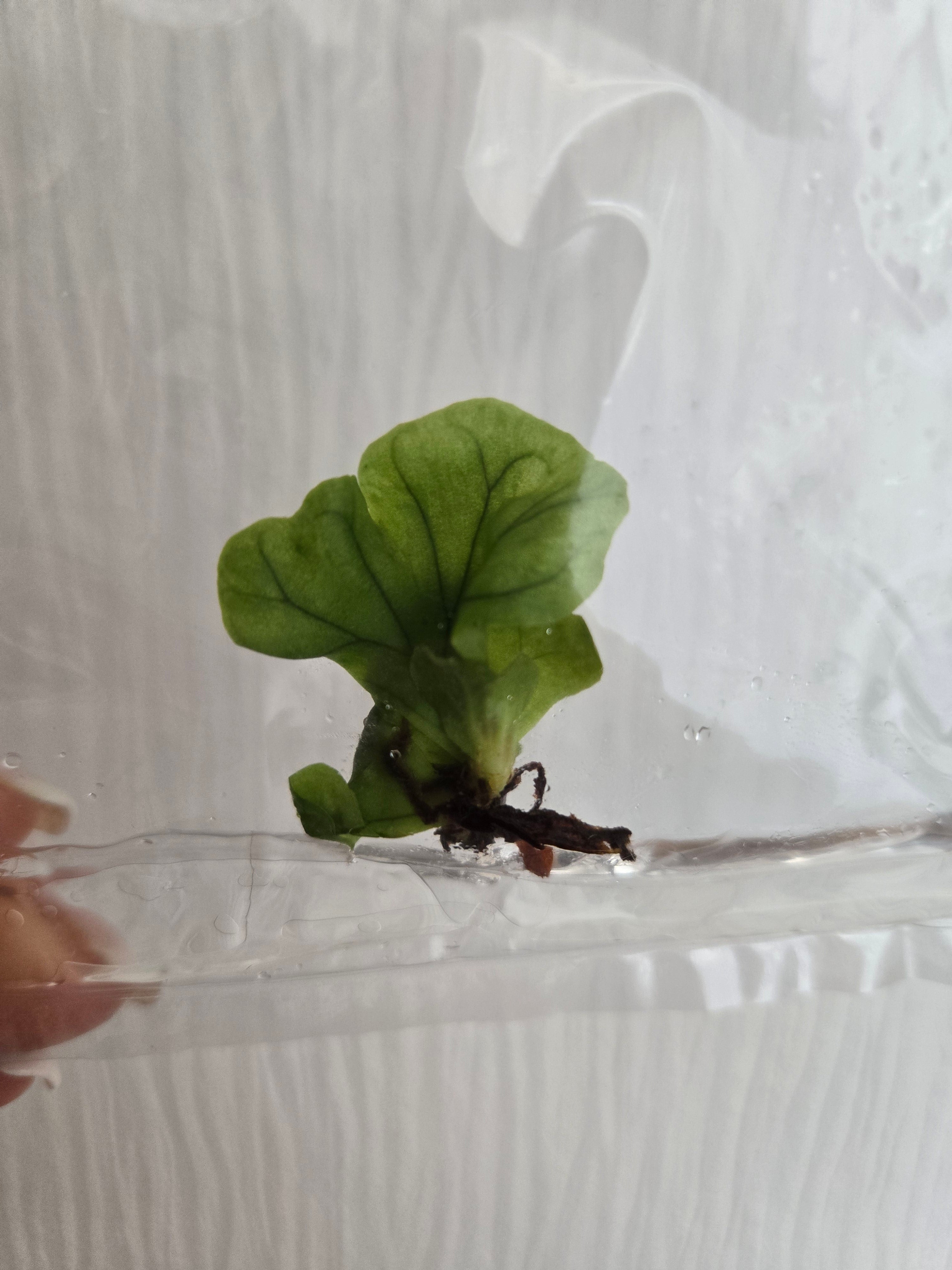 Platycerium wandae Dwarf & Curling -TC