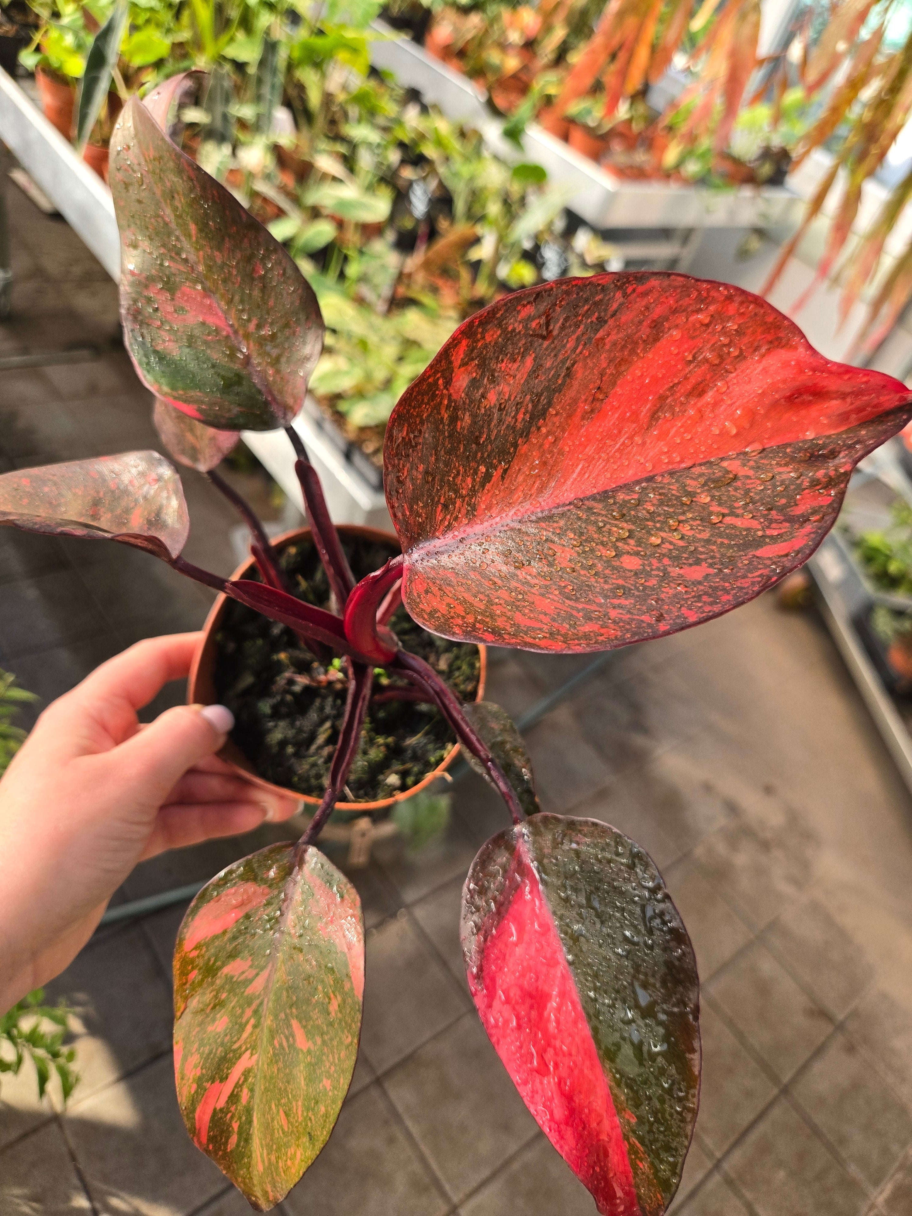 Philodendron Orange Princess