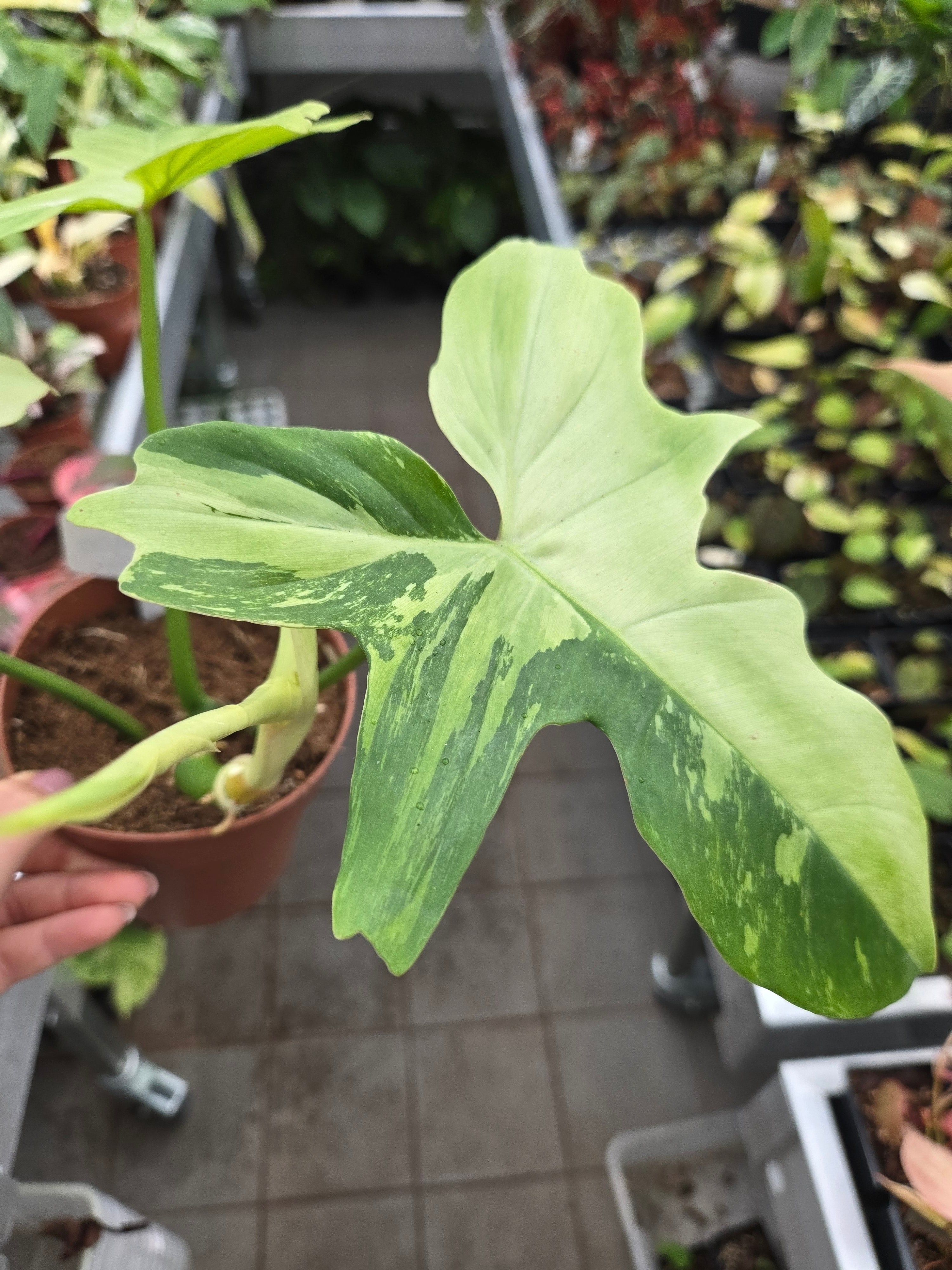 Philodendron Golden Dragon Mint