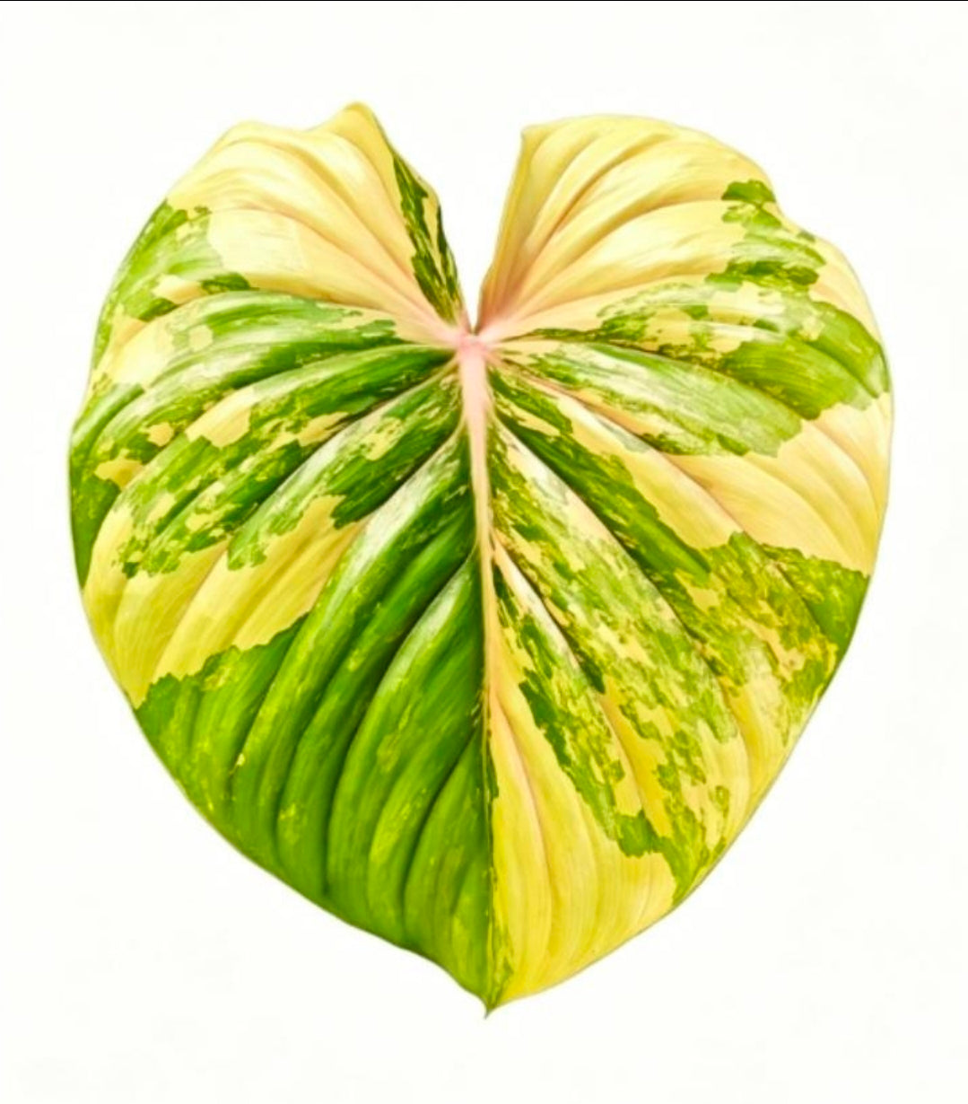 Philodendron Pastazanum silver x Plowmanii Aurea - TC