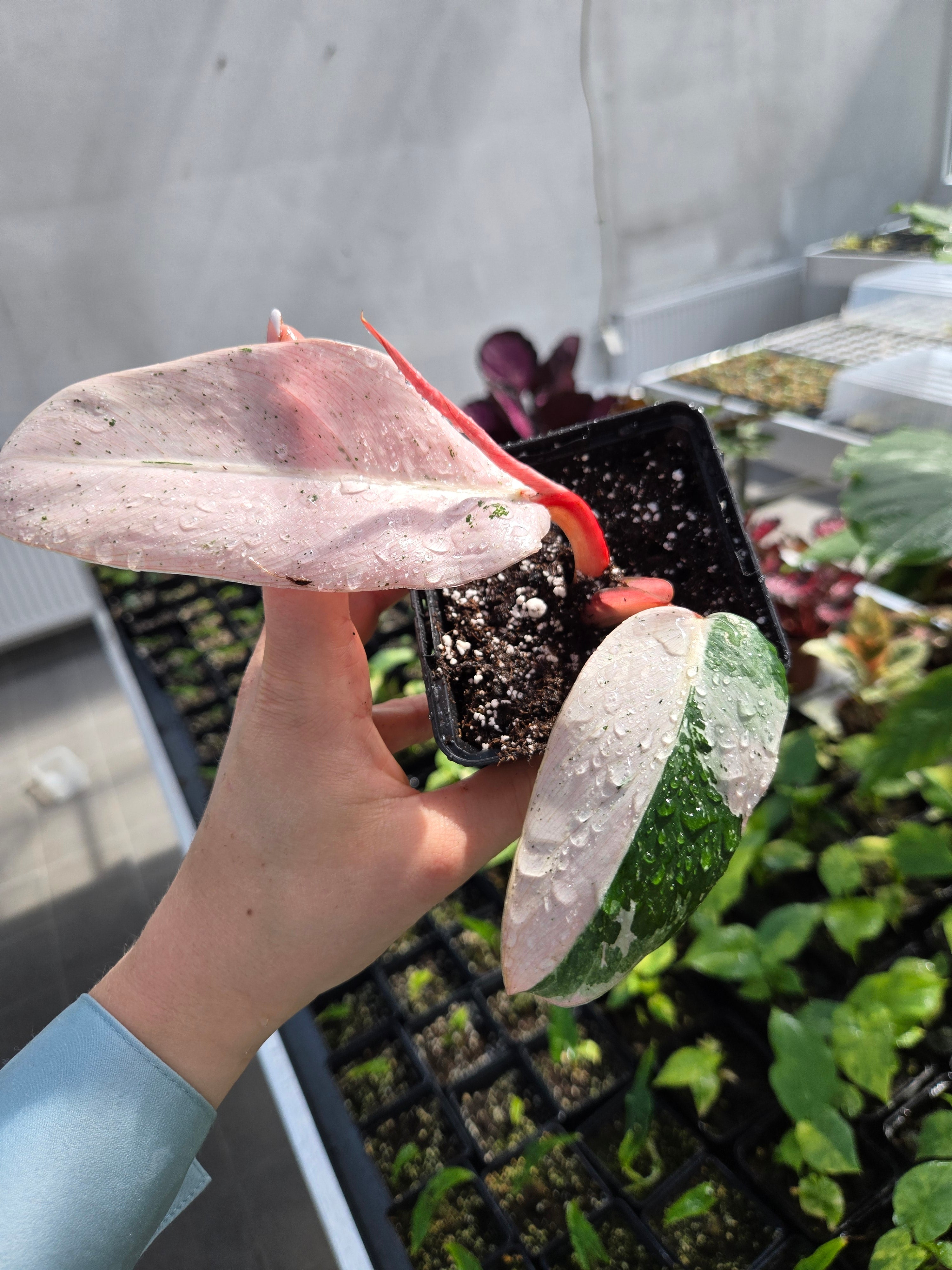 Philodendron Whipple Way