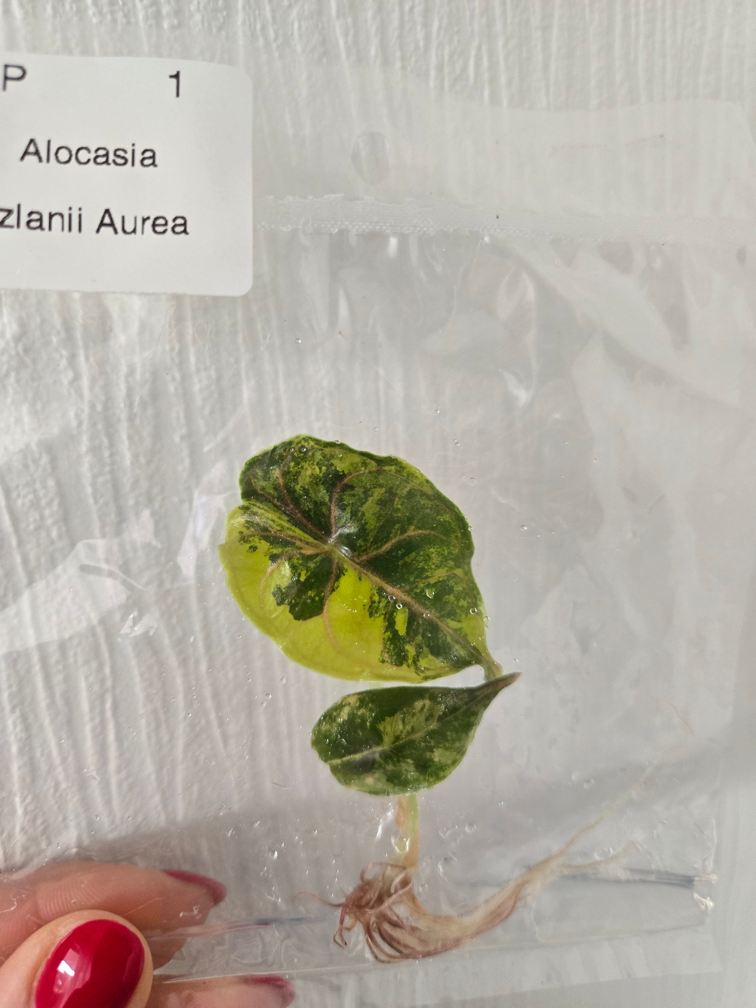 Alocasia Azlanii Aurea -TC