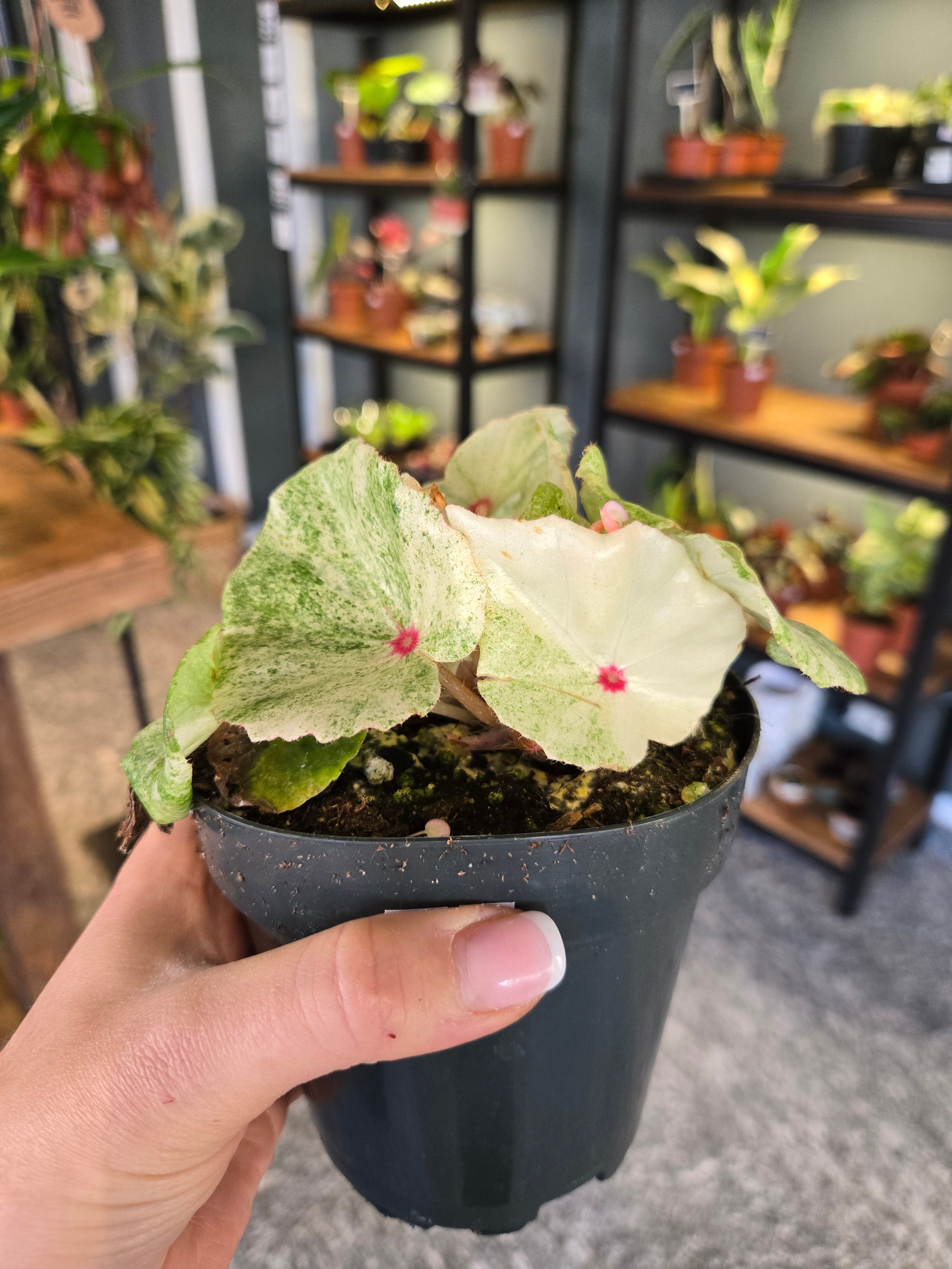 Begonia Rouge Variegata
