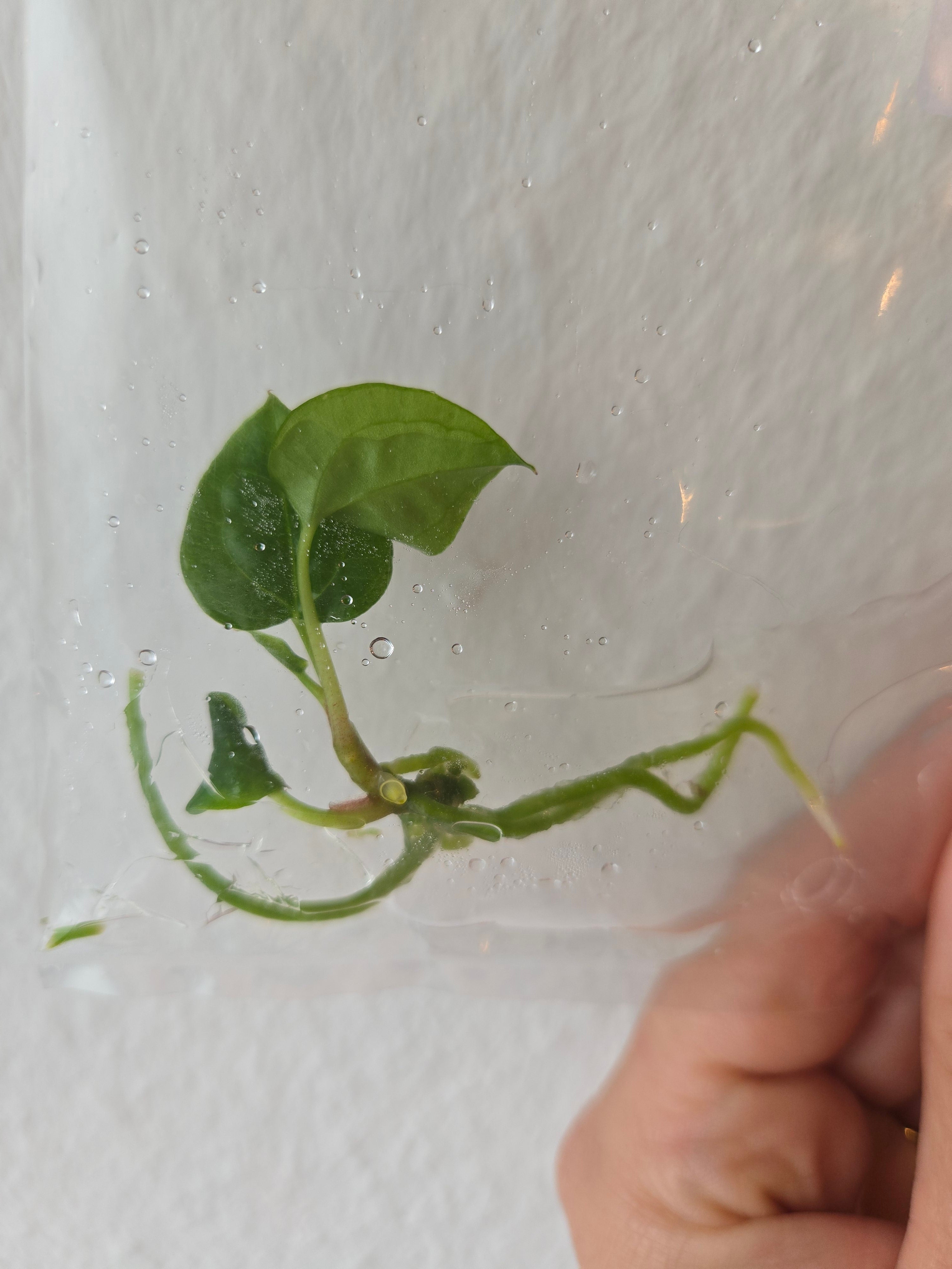 Anthurium "red & dark" Phönix X "red & dark sweetheart" - TC