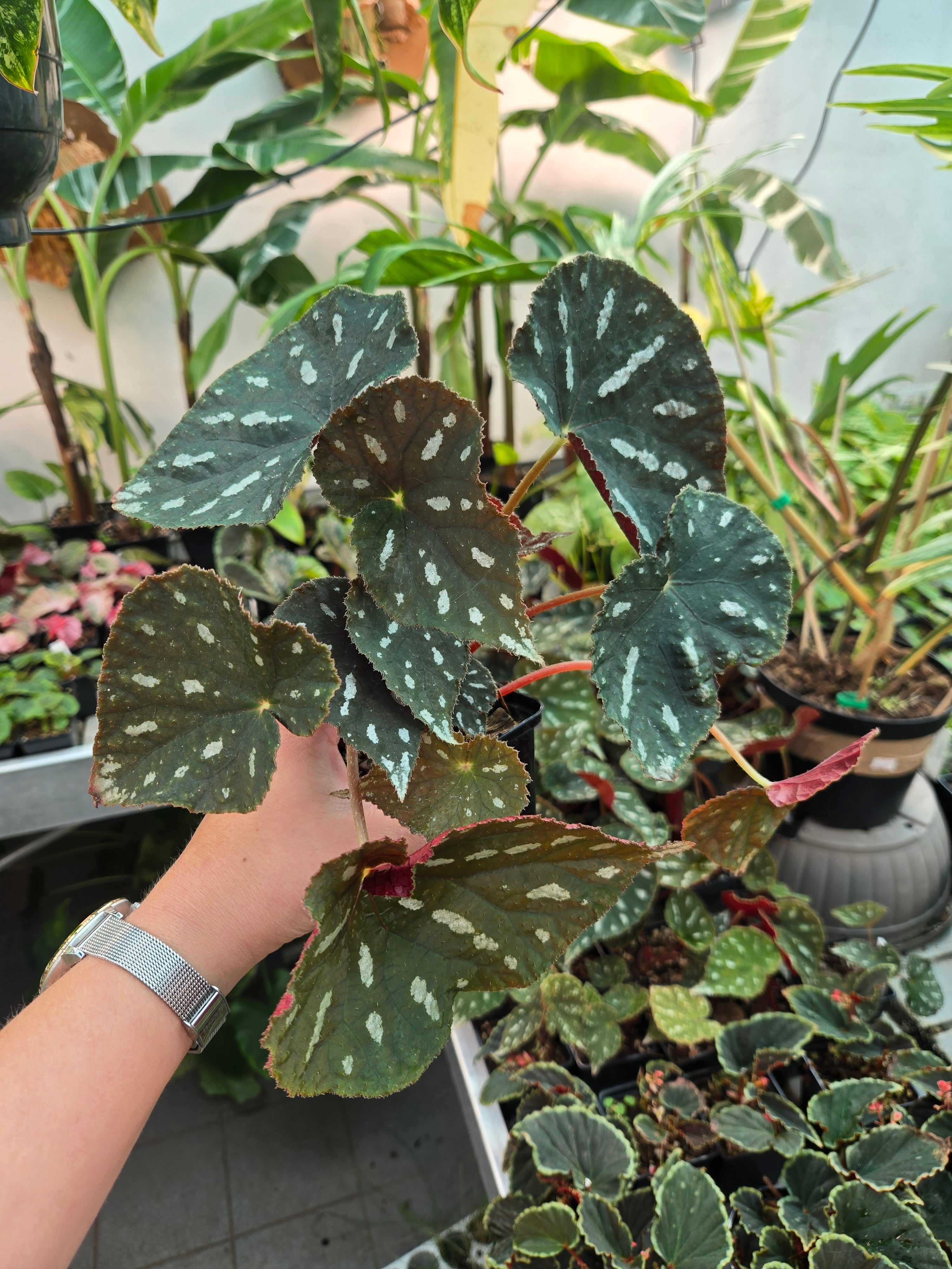 Begonia Filiformisch Irmsch