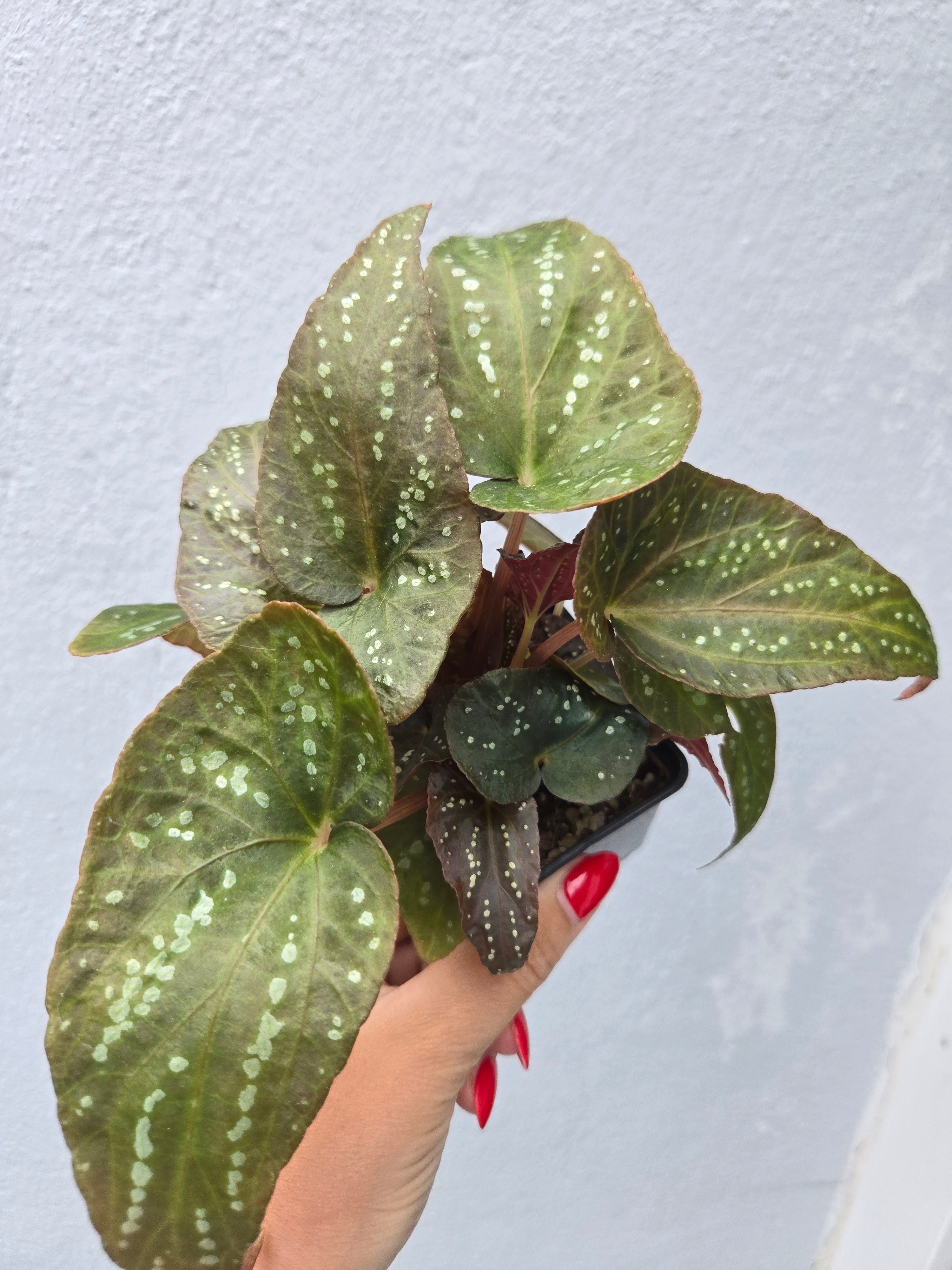 Begonia Pandora