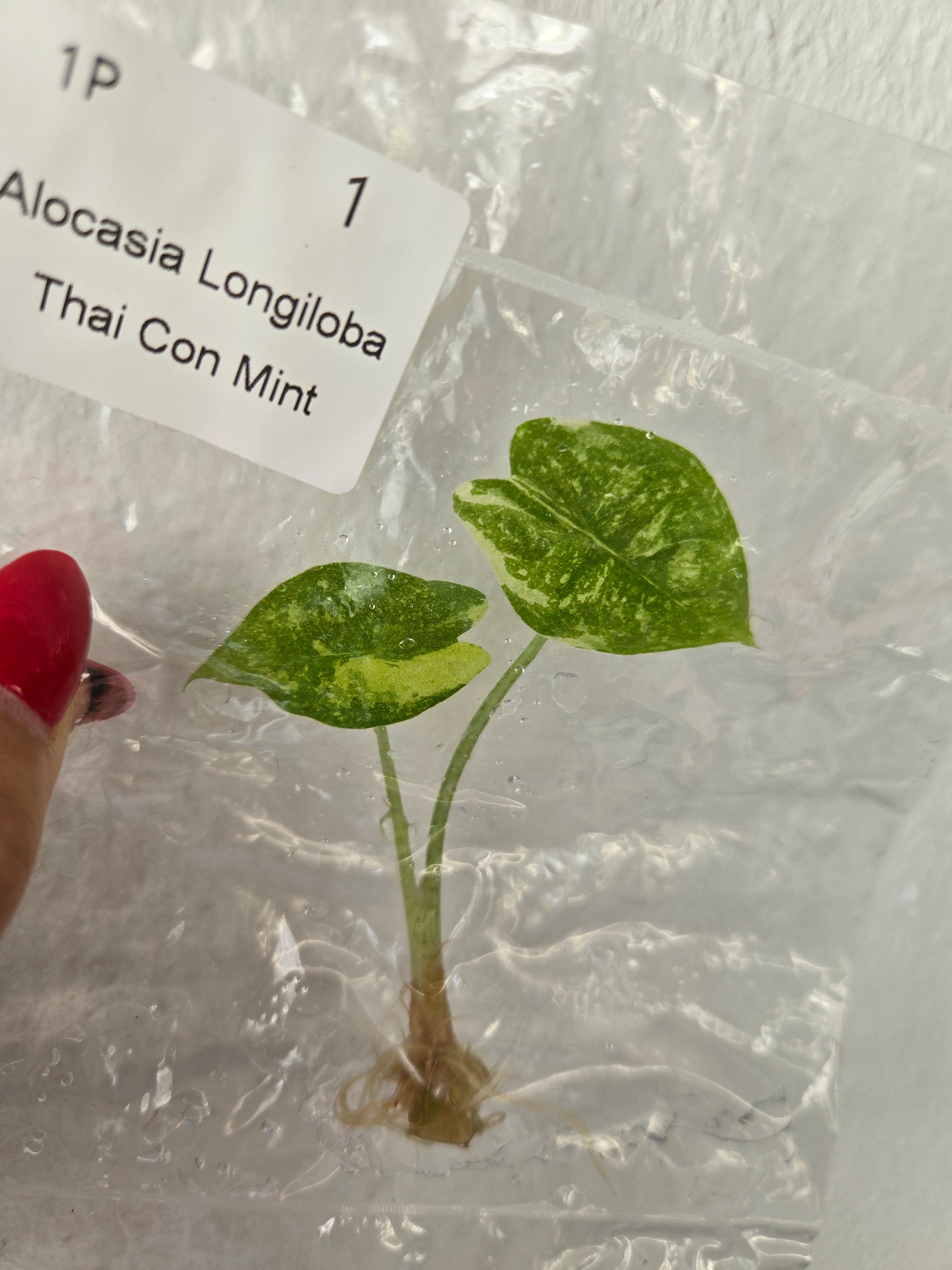 Alocasia Longiloba Thai Con Mint - TC