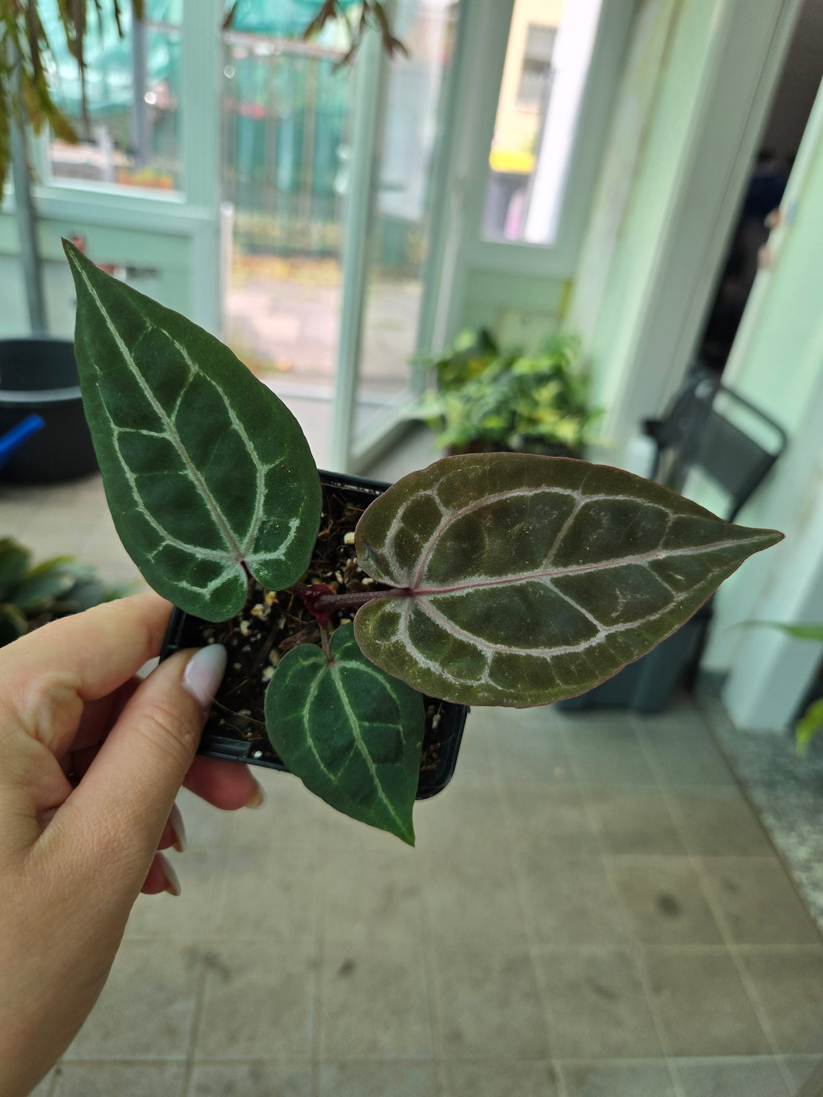 Anthurium Purple Crystallinum