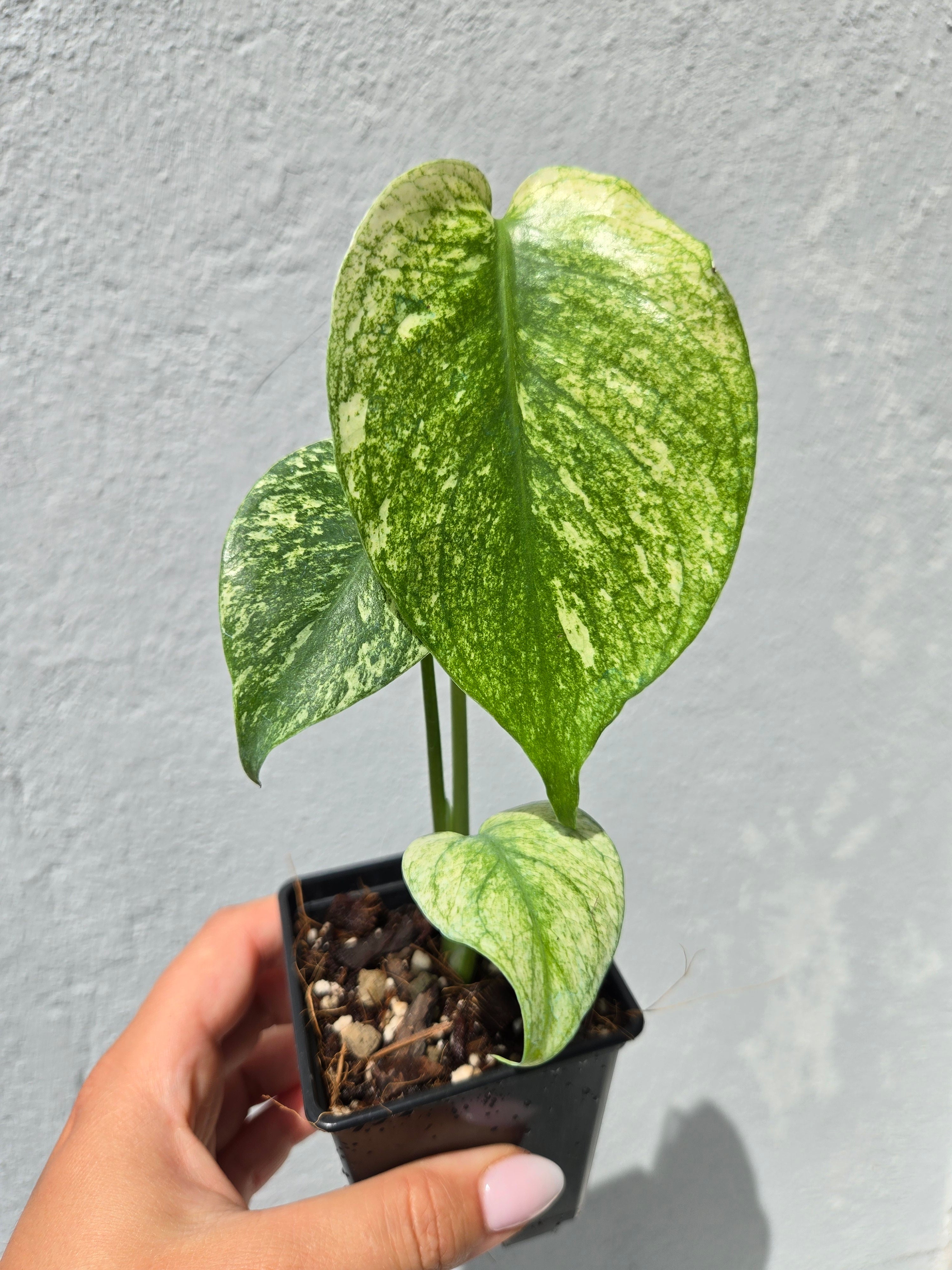 Monstera White Monster